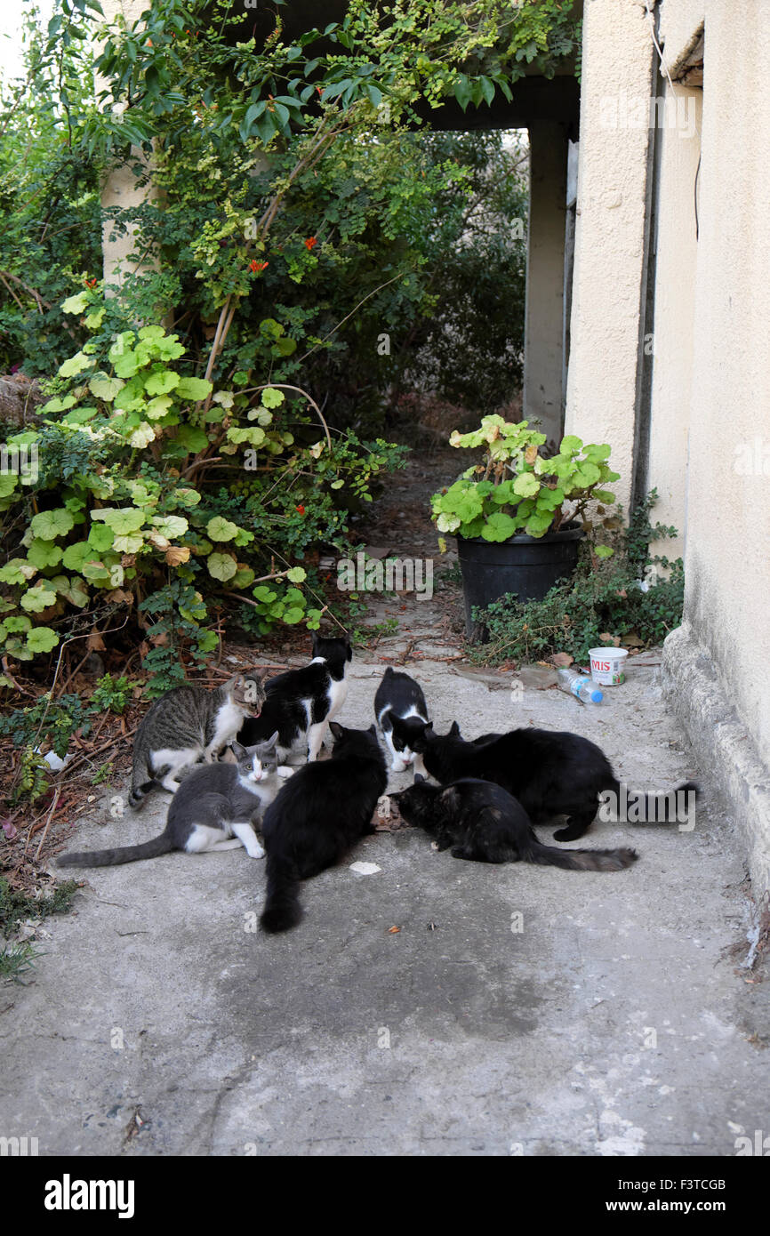 A group of hungry village cats eating food in Bellapais Northern Cyprus