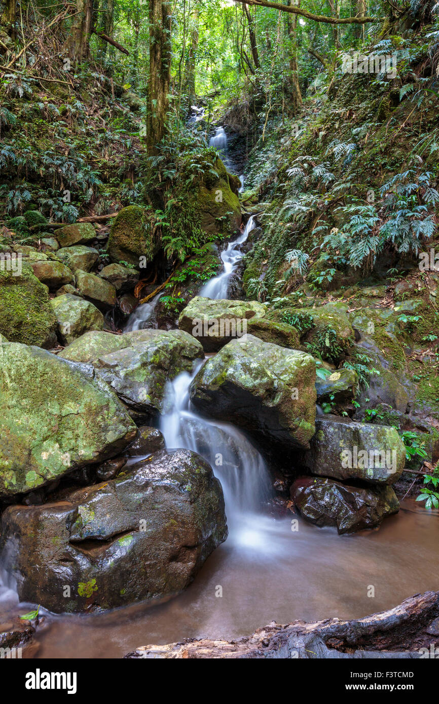 Unnamed waterfall and creek in Dorrigo National Park, New South Wales, Australia Stock Photo