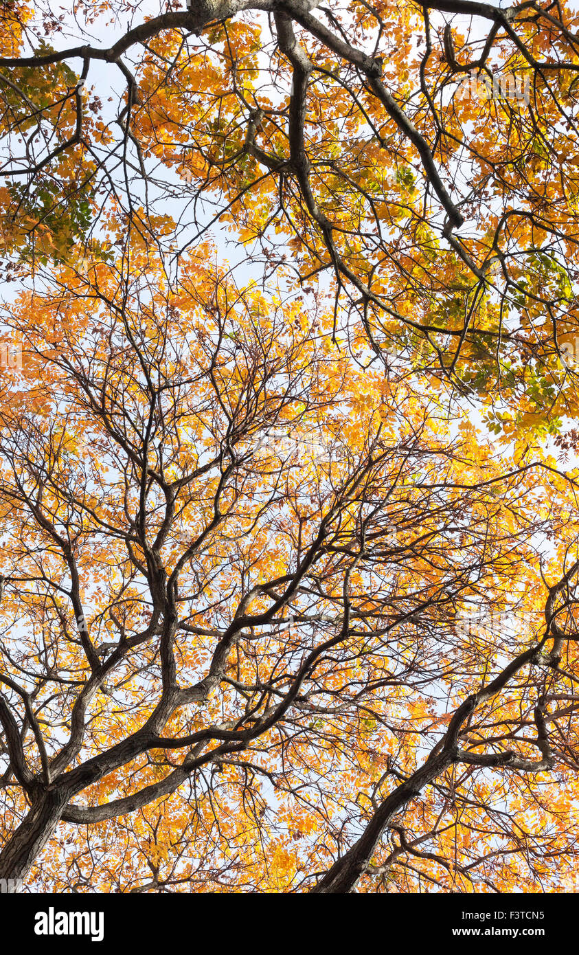 Autumn trees, canopies, London, Katja Heber, 11/10/2015 Stock Photo