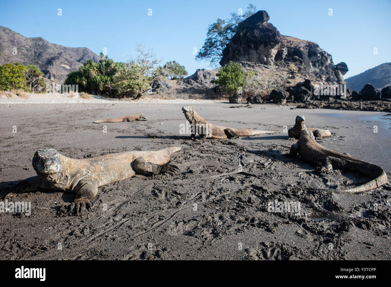 Komodo dragons (Varanus komodoensis) lay on a remote beach on Rinca
