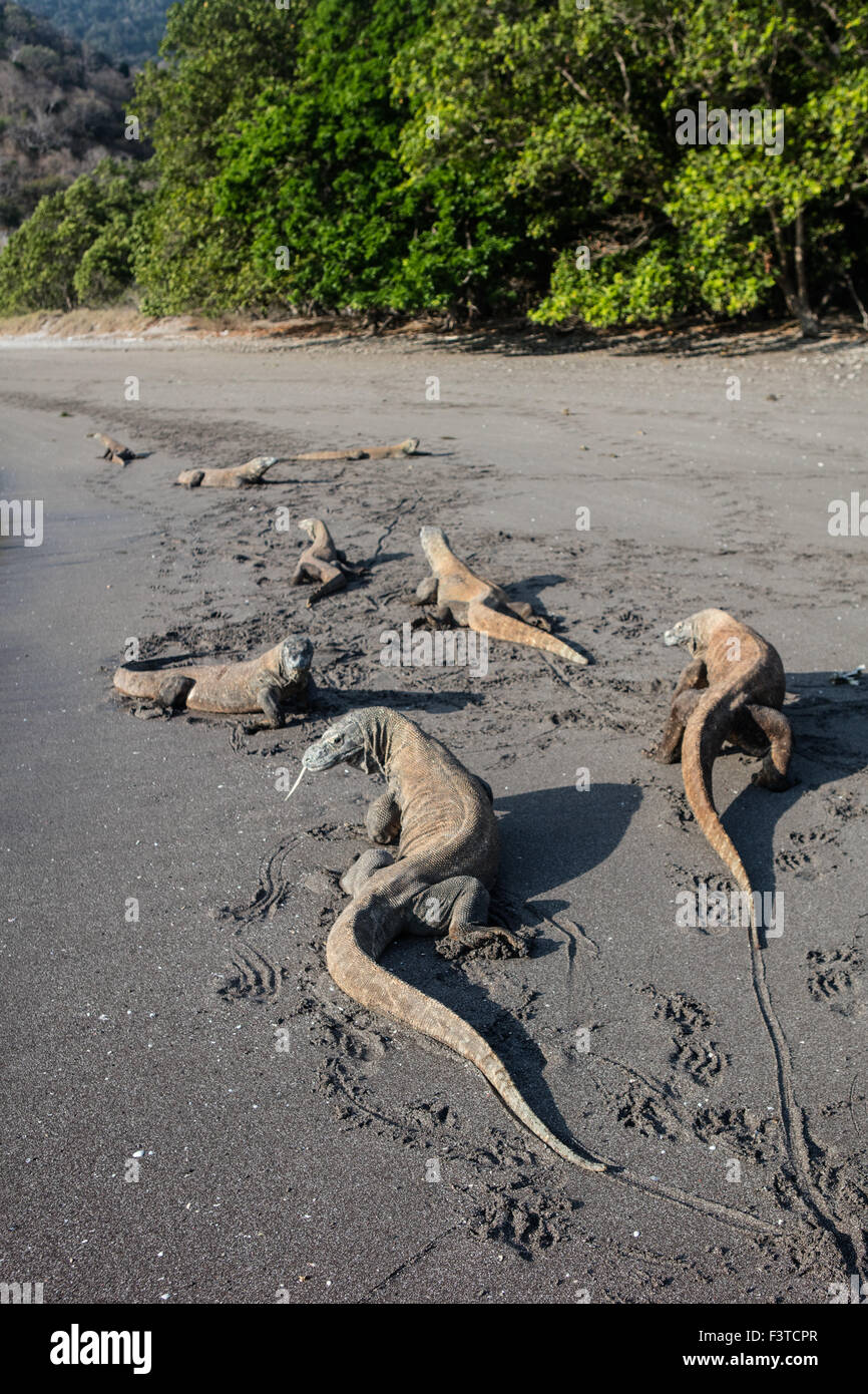 Komodo dragons (Varanus komodoensis) lay on a black sand beach in Horseshoe Bay, Komodo National Park, Indonesia. Stock Photo