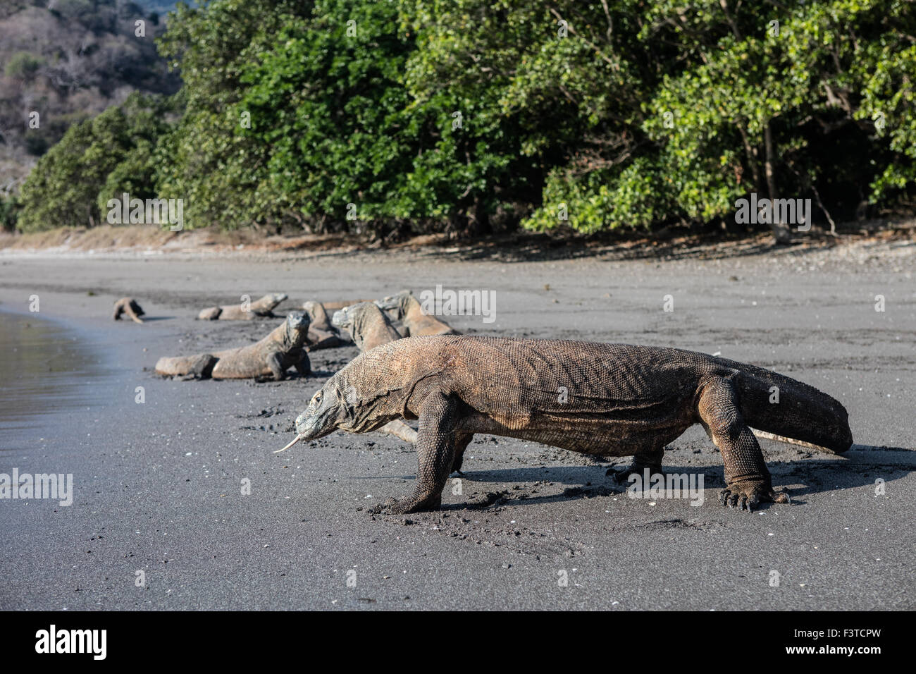 Komodo dragons (Varanus komodoensis) are found on a beach in Horseshoe Bay, Komodo National Park, Indonesia. Stock Photo