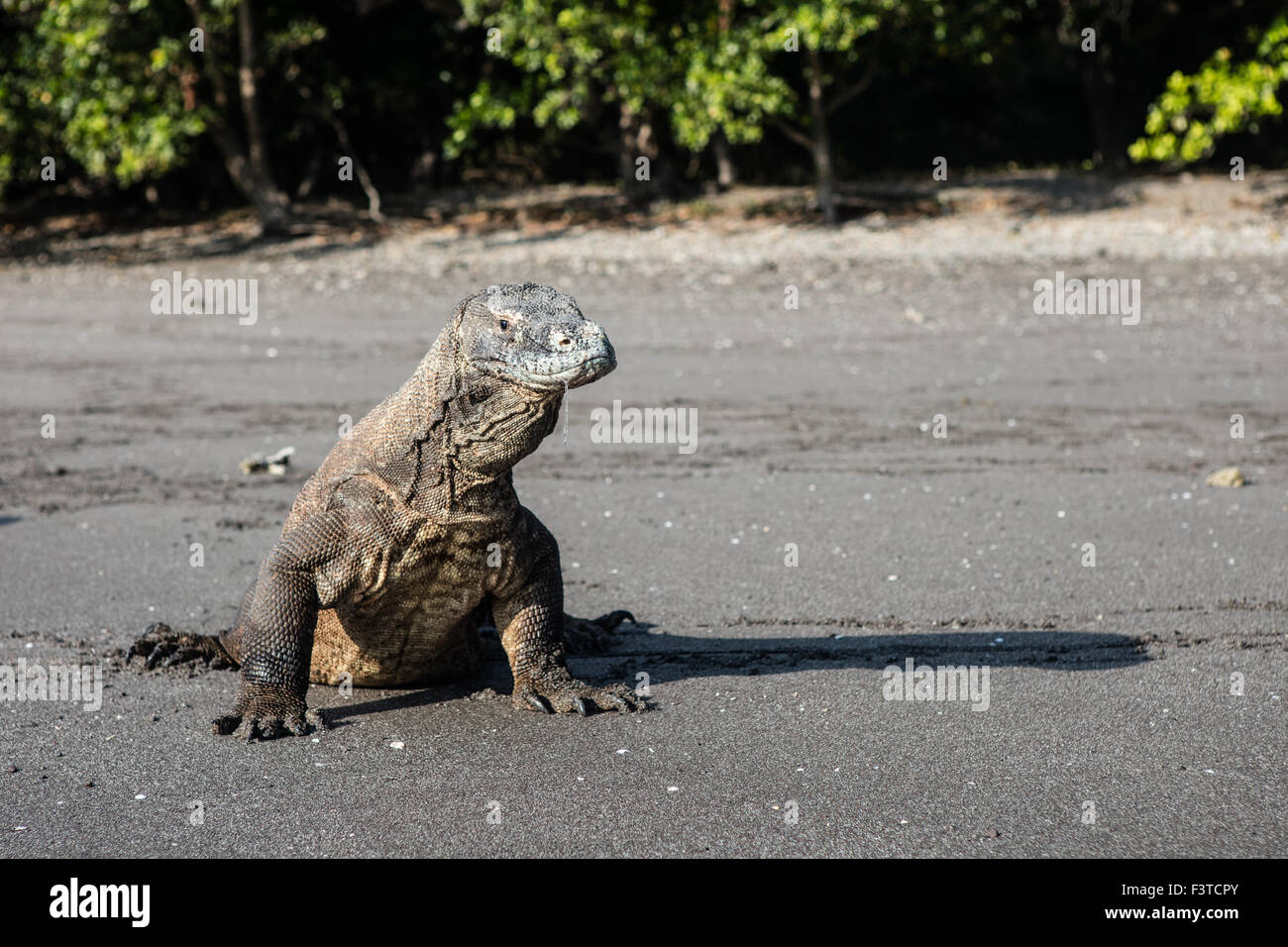 Black Dragon at Beach