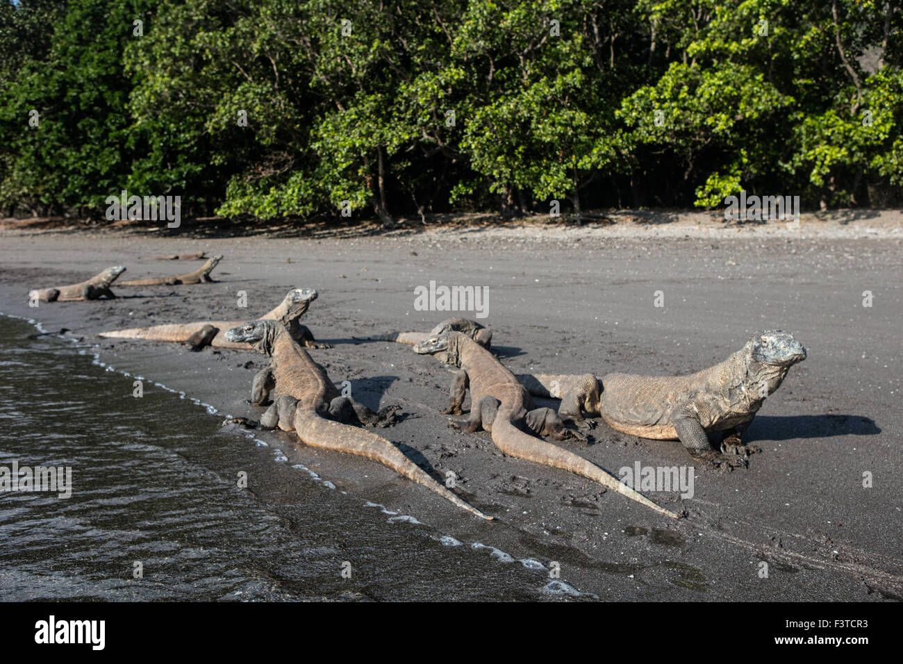 Komodo dragons (Varanus komodoensis) lay on a remote beach in Komodo National Park, Indonesia. Stock Photo