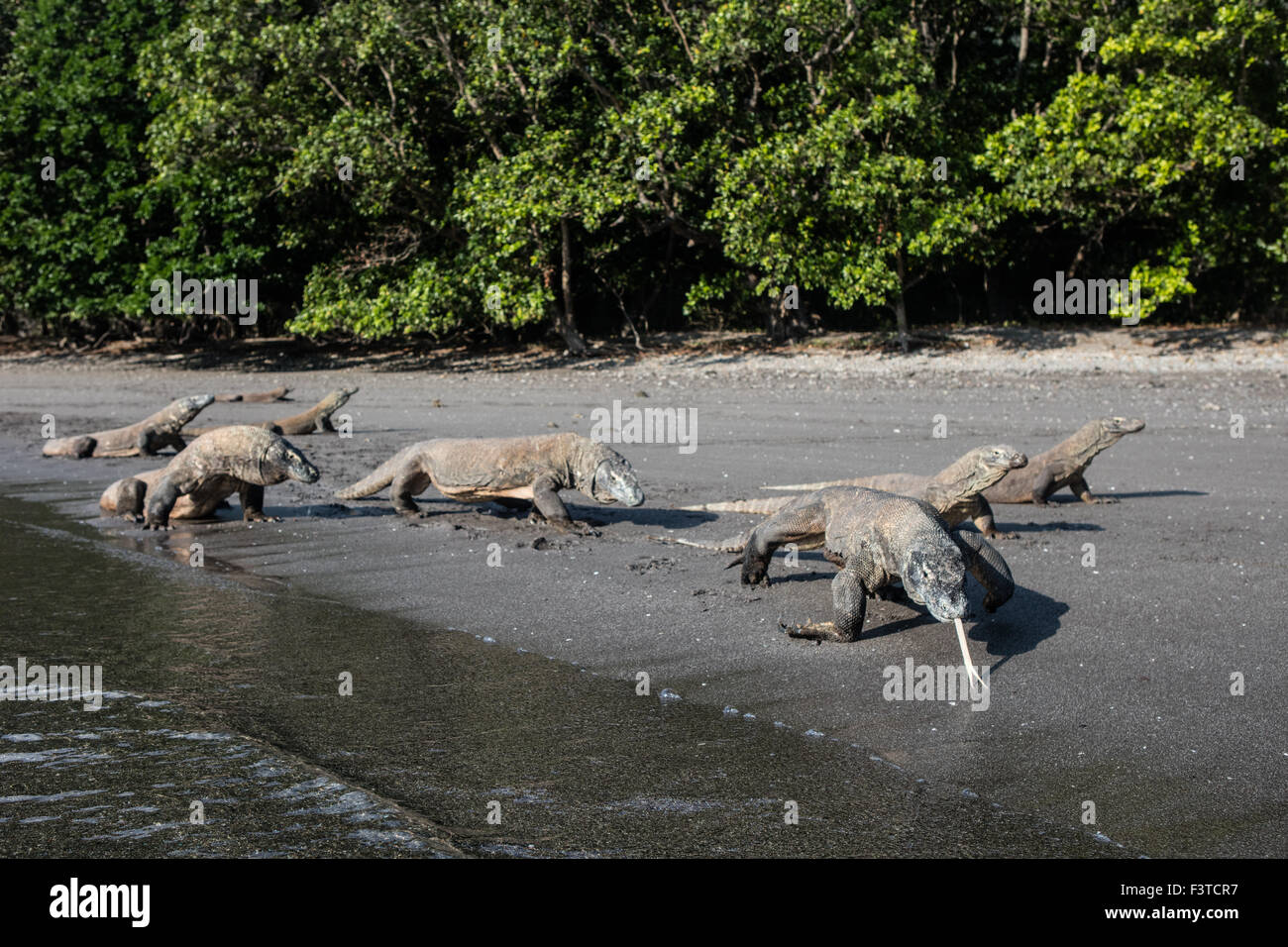 Komodo dragons walk along a remote beach in Komodo National Park ...