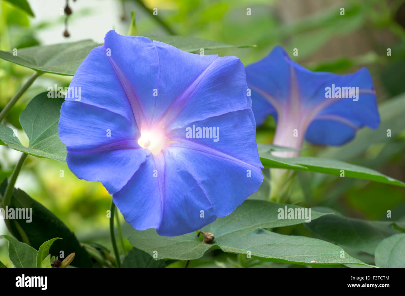 morning glory or ipomoea purpurea flower in full bloom and foliage Stock Photo