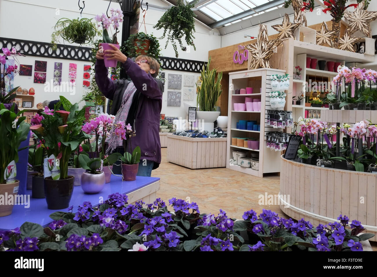 Roses display garden centre hi-res stock photography and images - Alamy