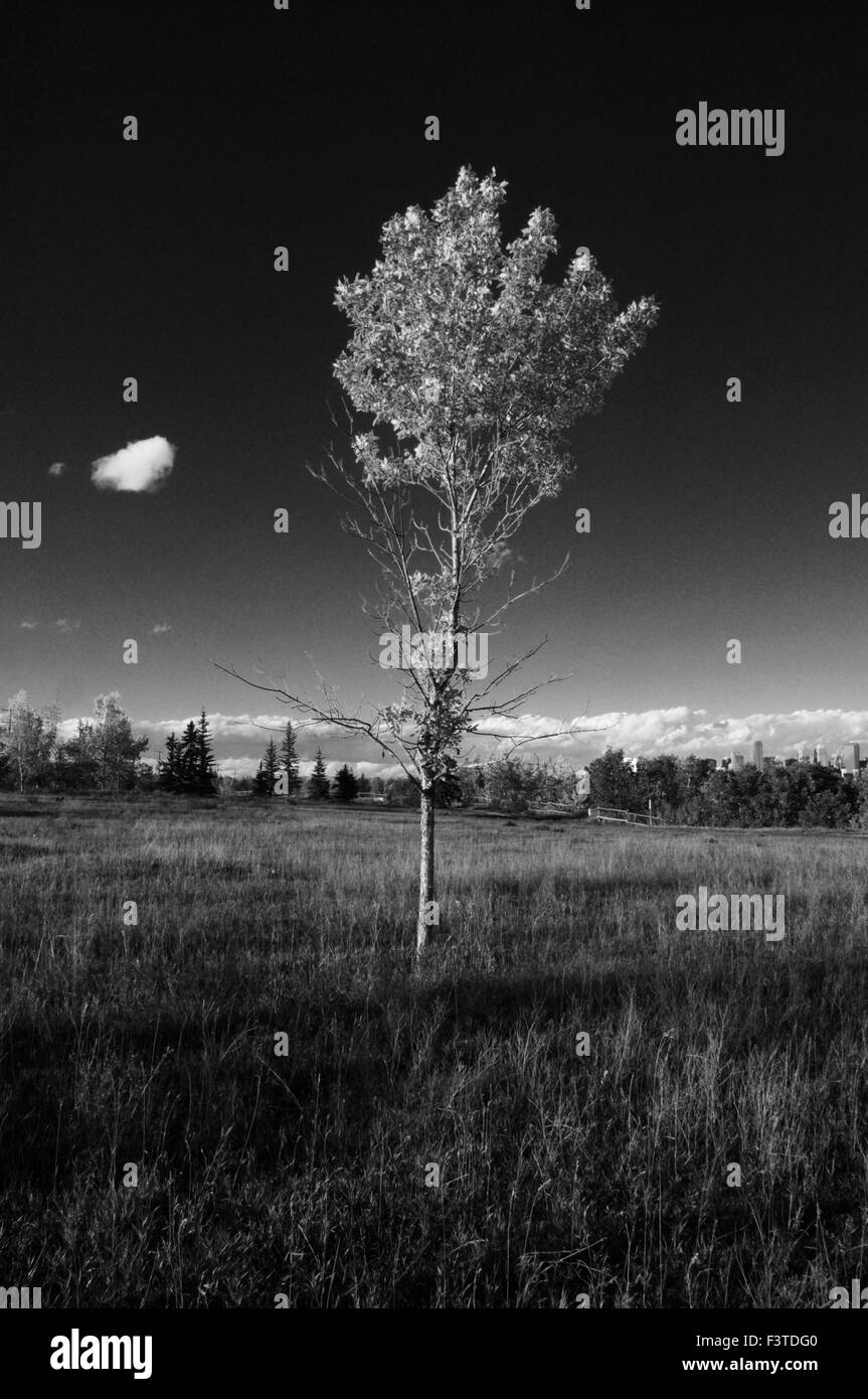 Monochrome Tree High Resolution Stock Photography and Images - Alamy