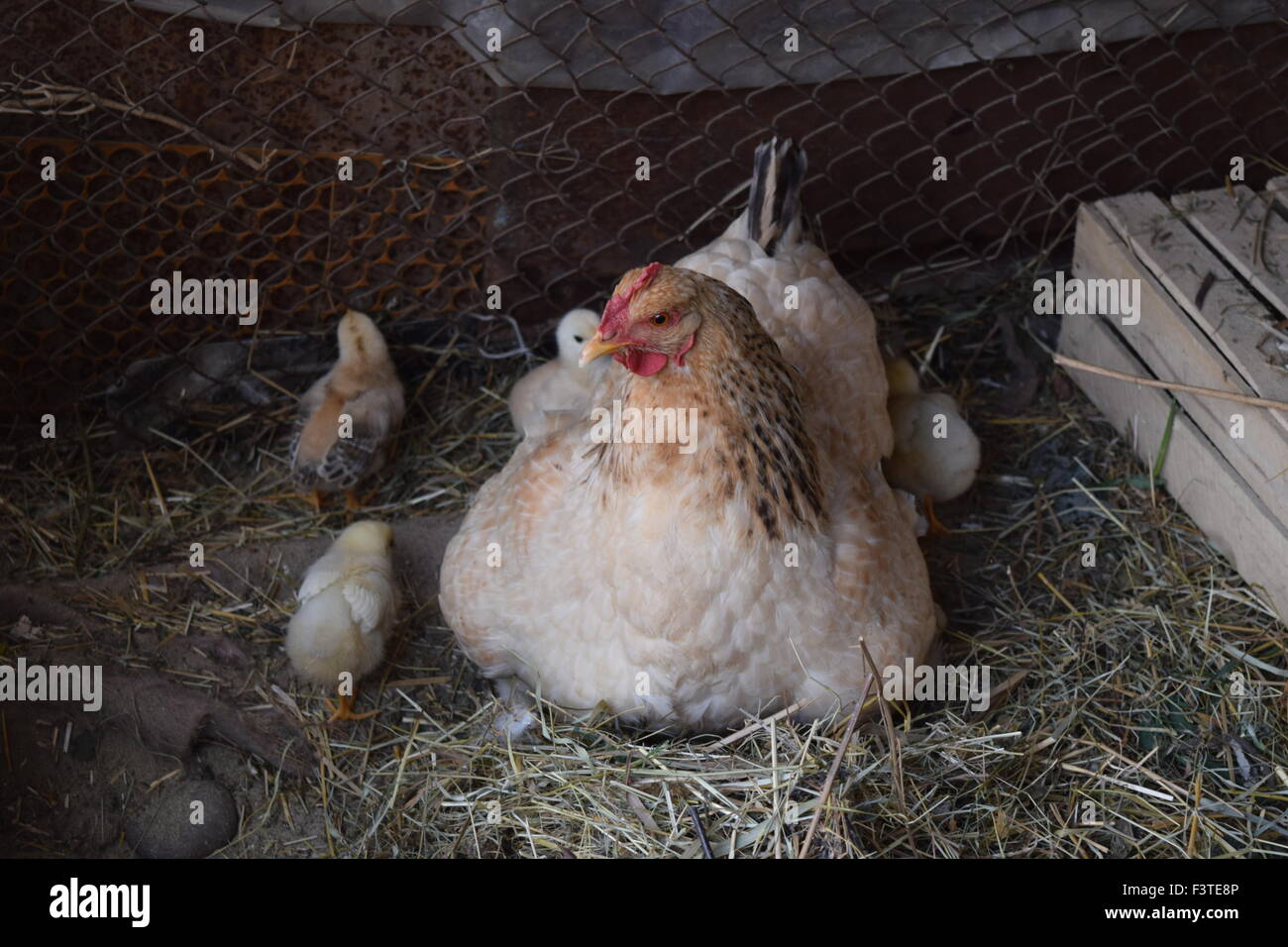 Chicken mother with chickens Stock Photo Alamy