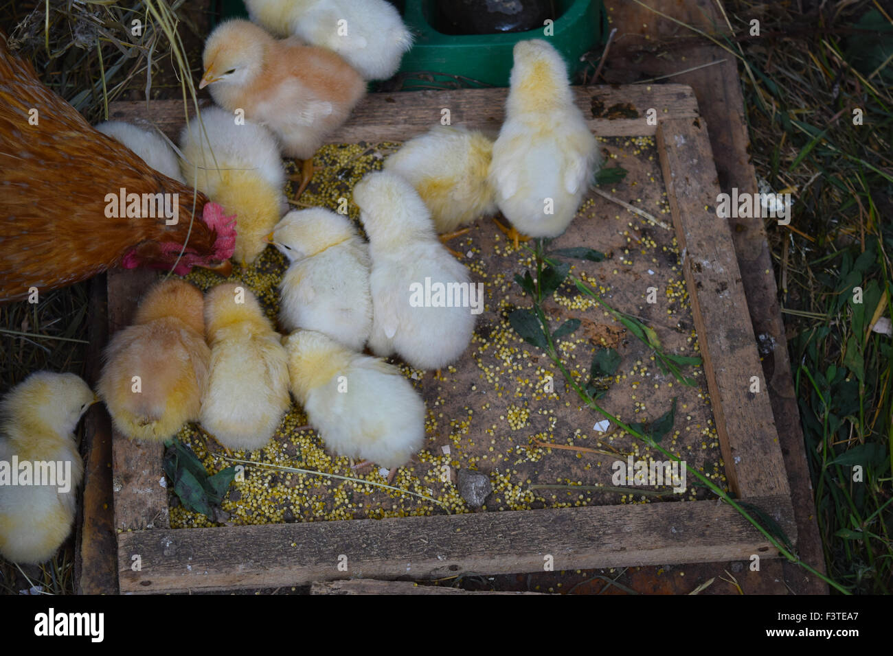 Chicken mother with chickens Stock Photo - Alamy