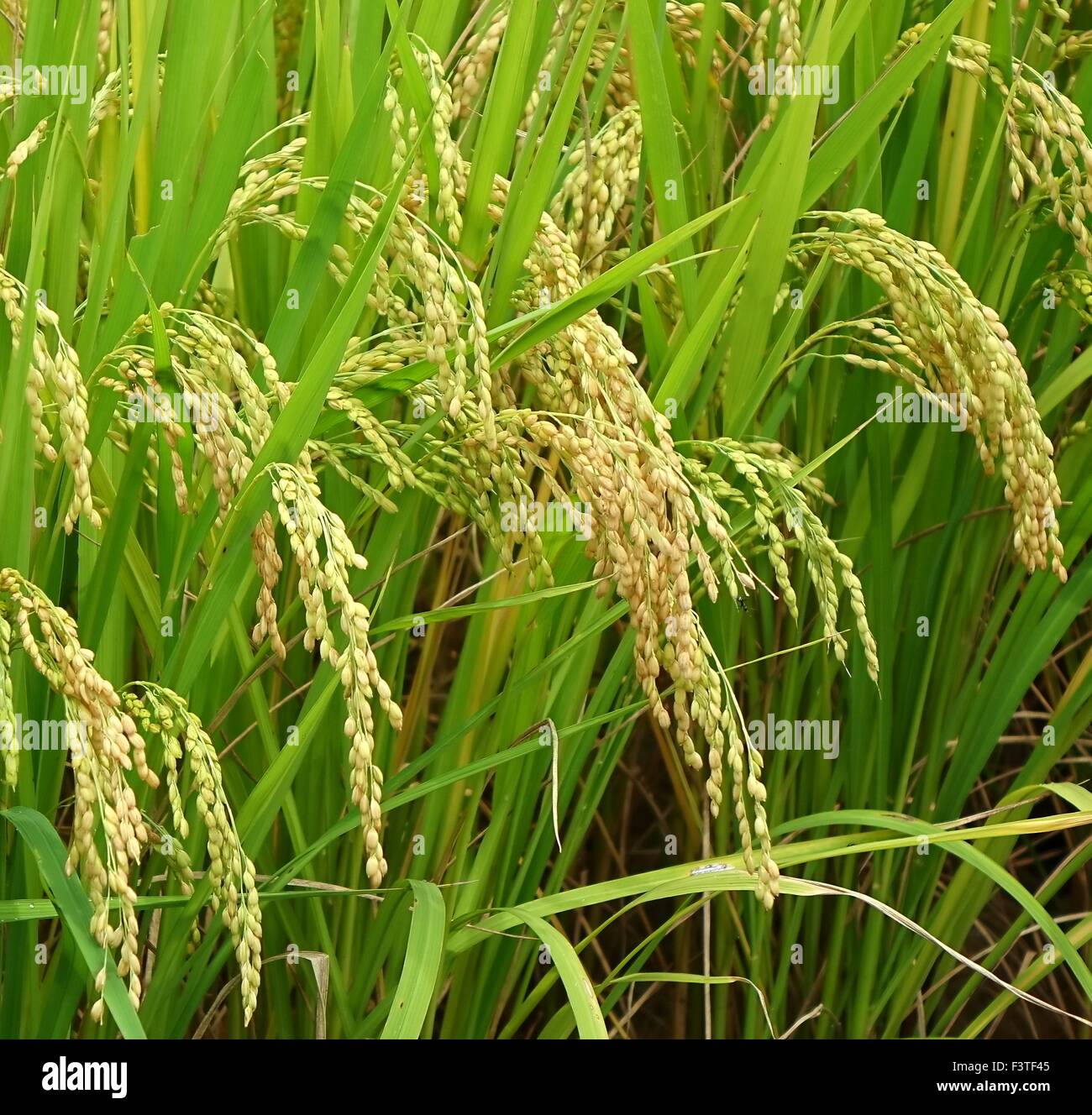 Bushel of grain hires stock photography and images Alamy