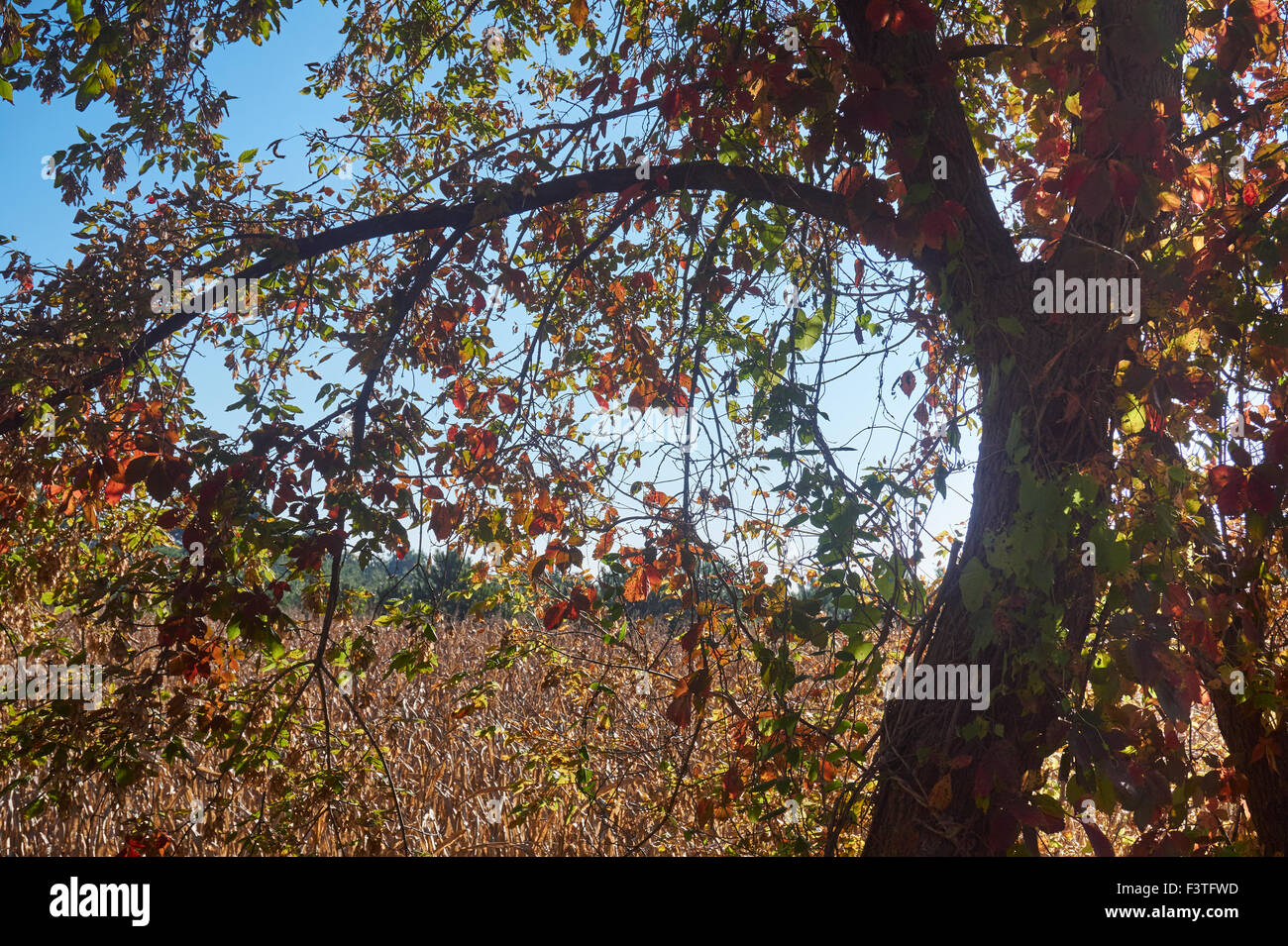 Farmland, Lancaster County, Pennsylvania, USA Stock Photo