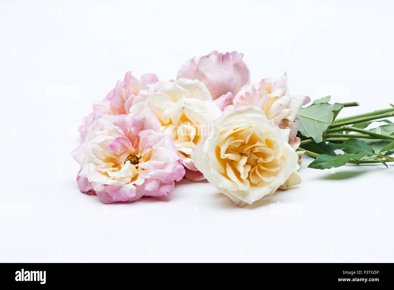 Roses on white background Stock Photo - Alamy