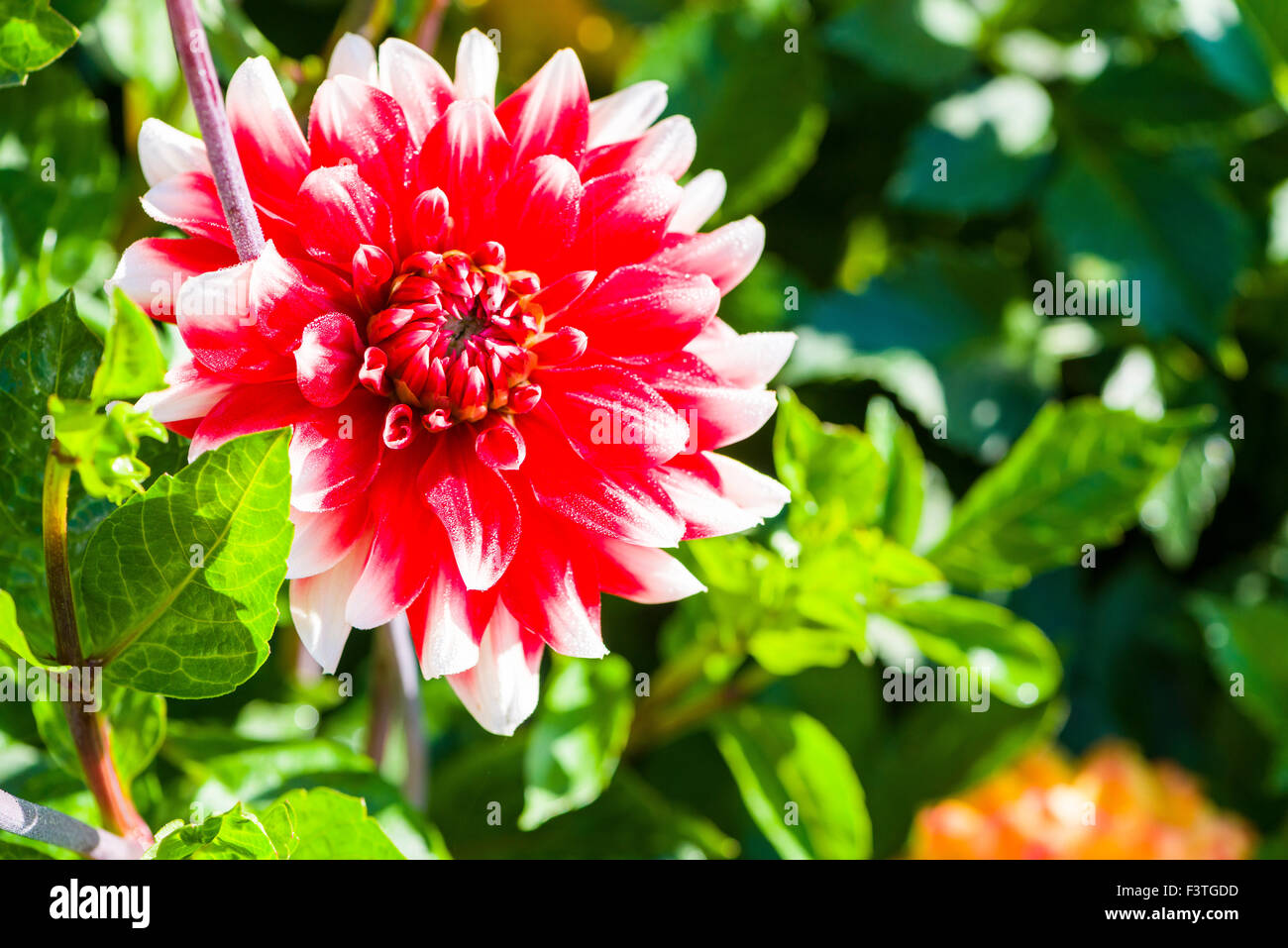 The flower in blossom of a dahlia named Ellie Stock Photo