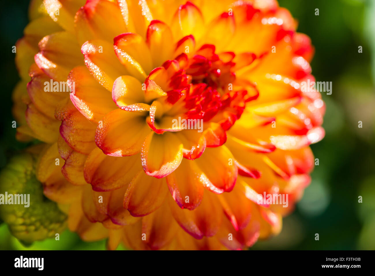 Dahlia icoon hi-res stock photography and images - Alamy