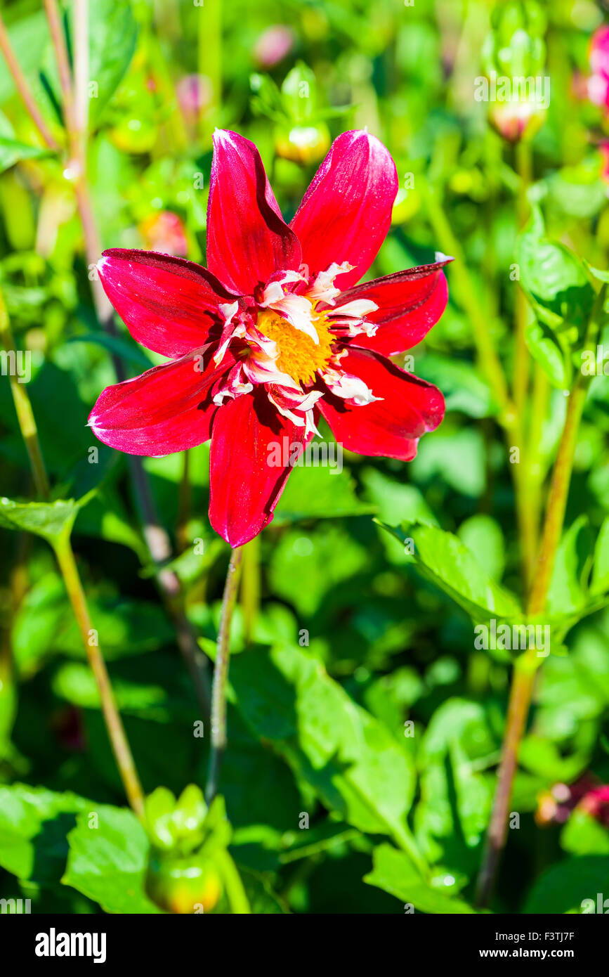 The flower in blossom of a dahlia named Nathalie Stock Photo