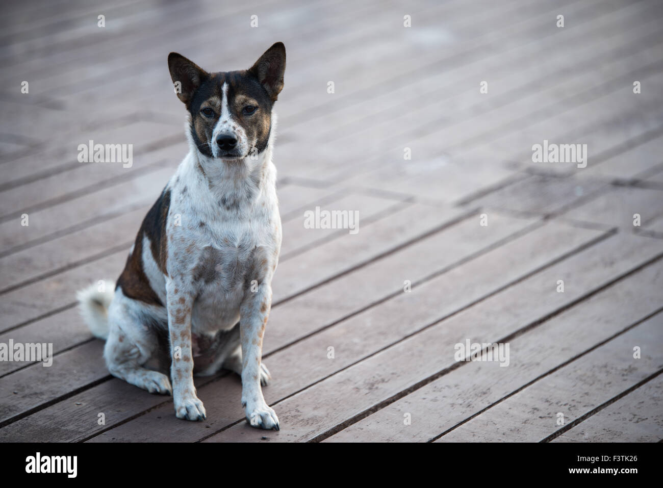 dog sitting on wood floors Stock Photo