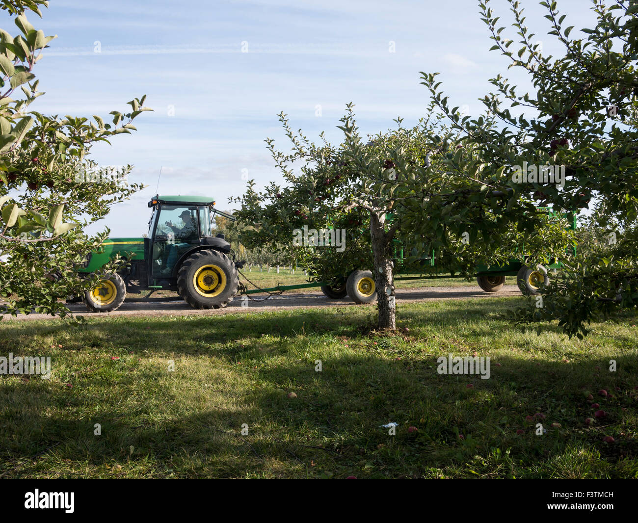 Apple farm orchard in Ontario Canada Stock Photo Alamy