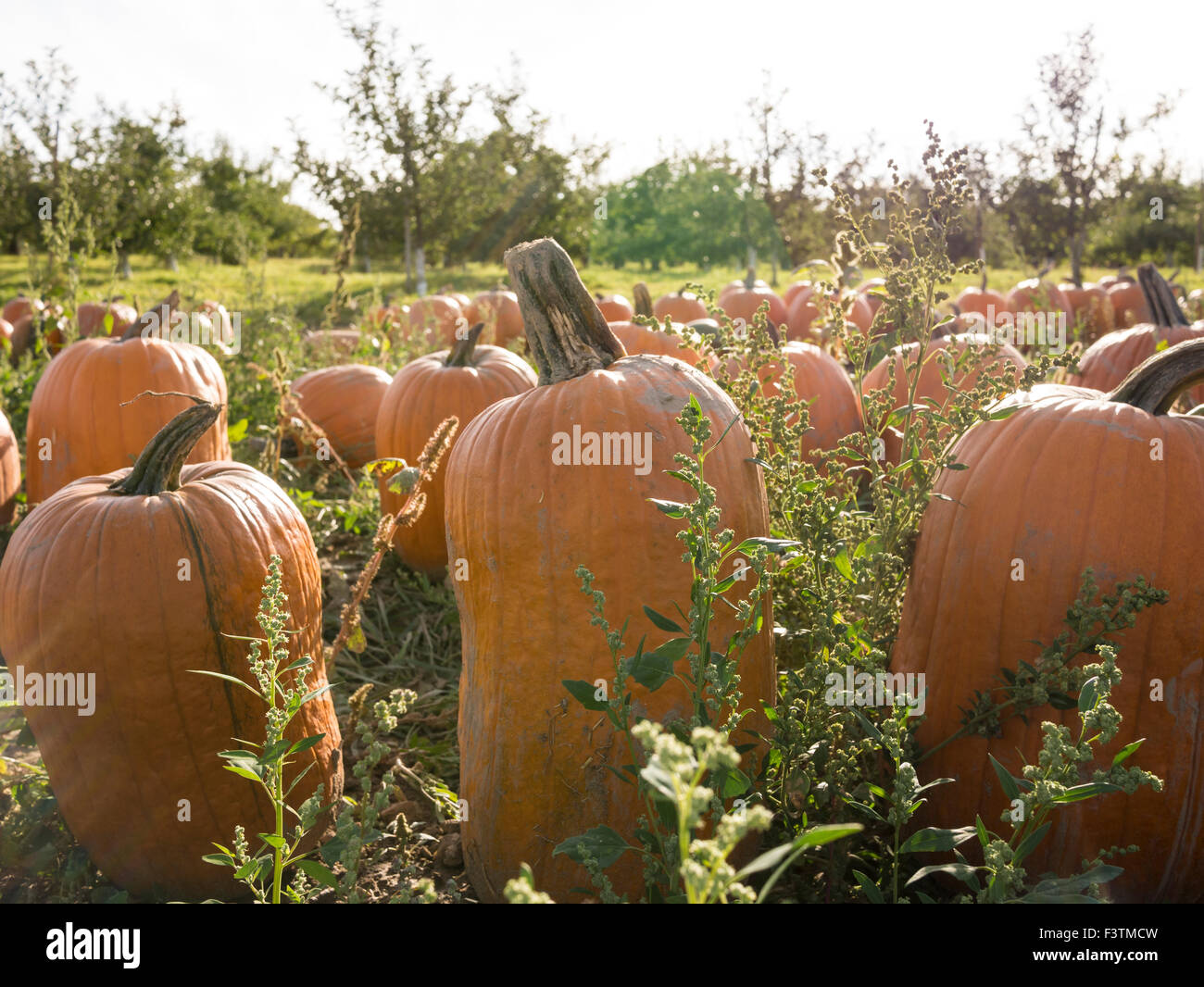 Pumpkin field during autumn harvest time Stock Photo - Alamy