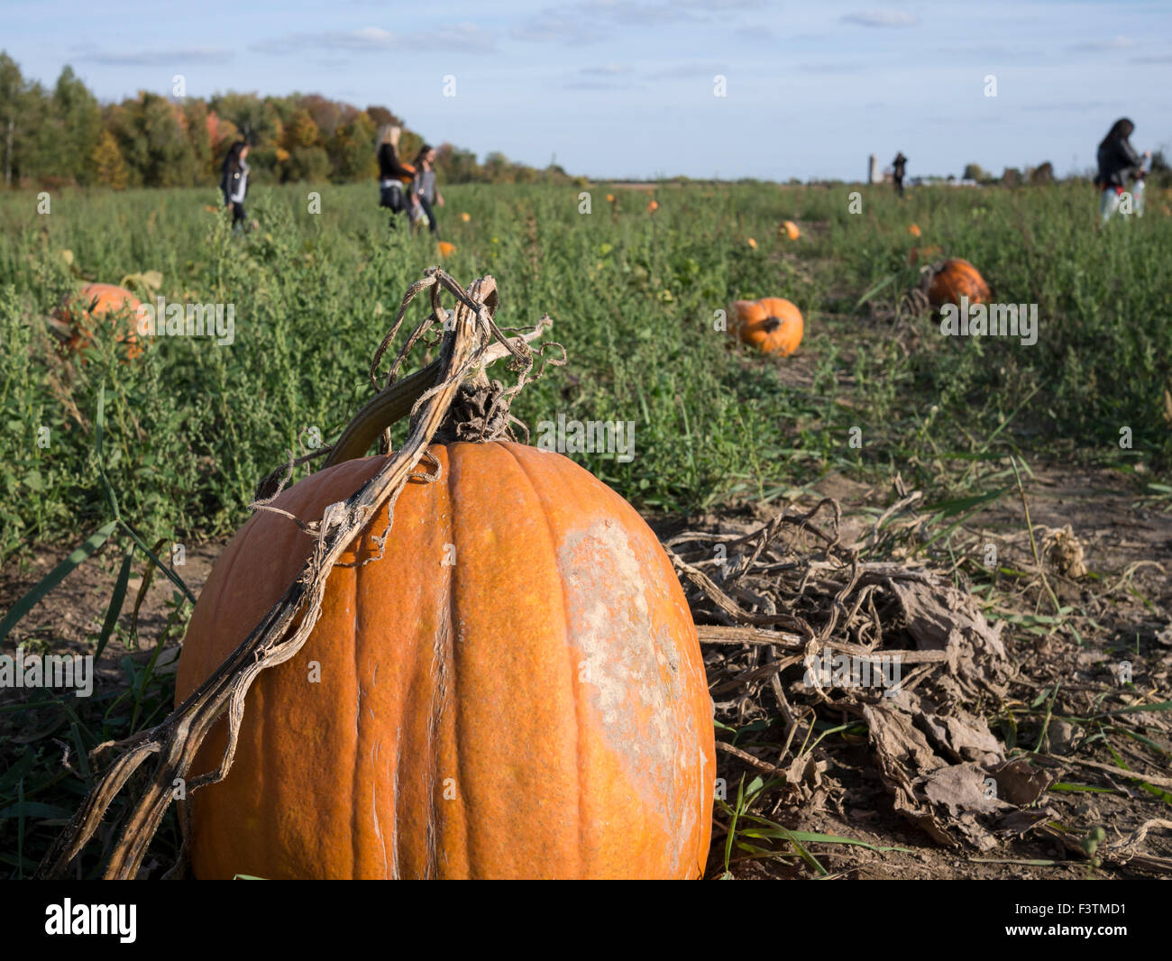 Visitors in pumpkin field during autumn harvest time Stock Photo - Alamy