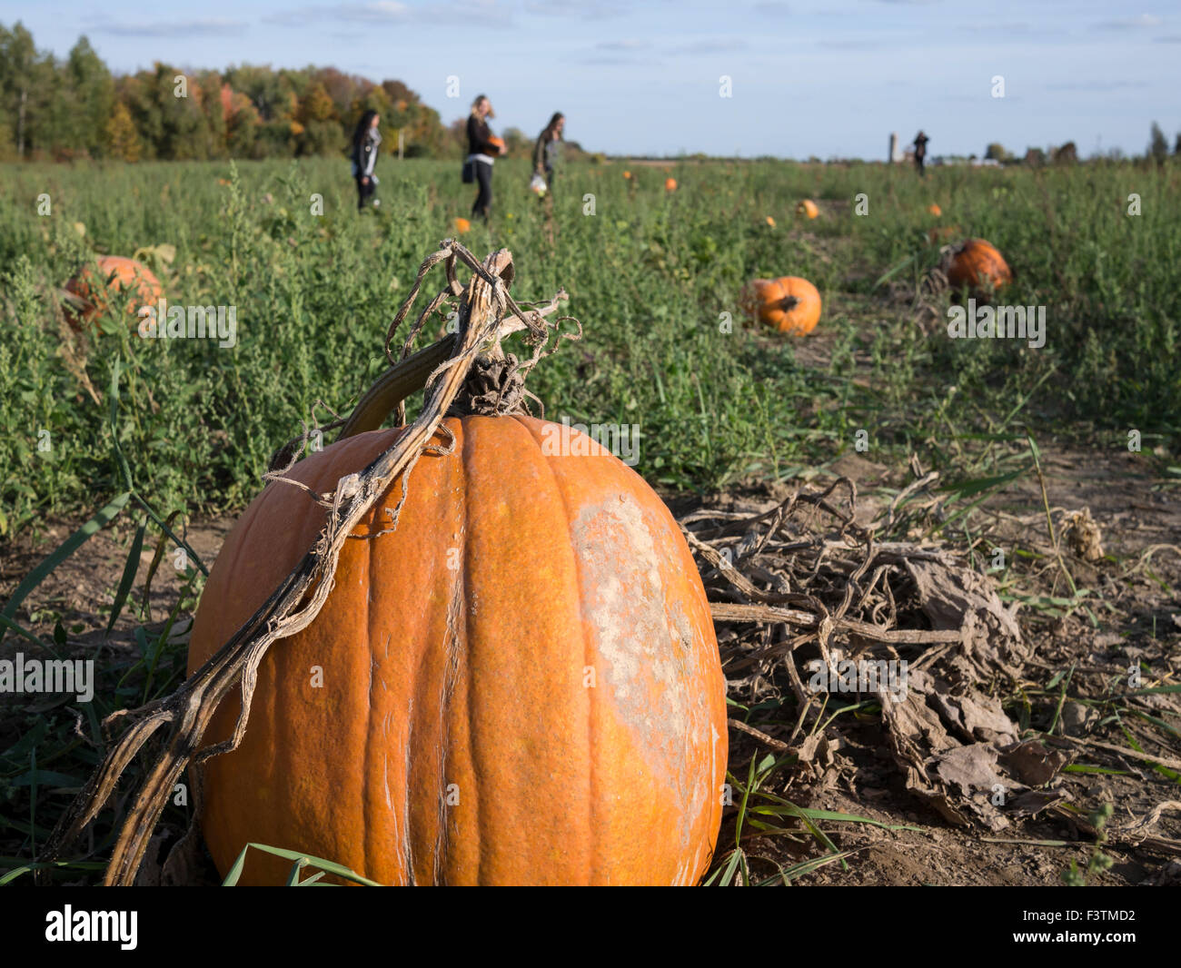 Visitors in pumpkin field during autumn harvest time Stock Photo - Alamy