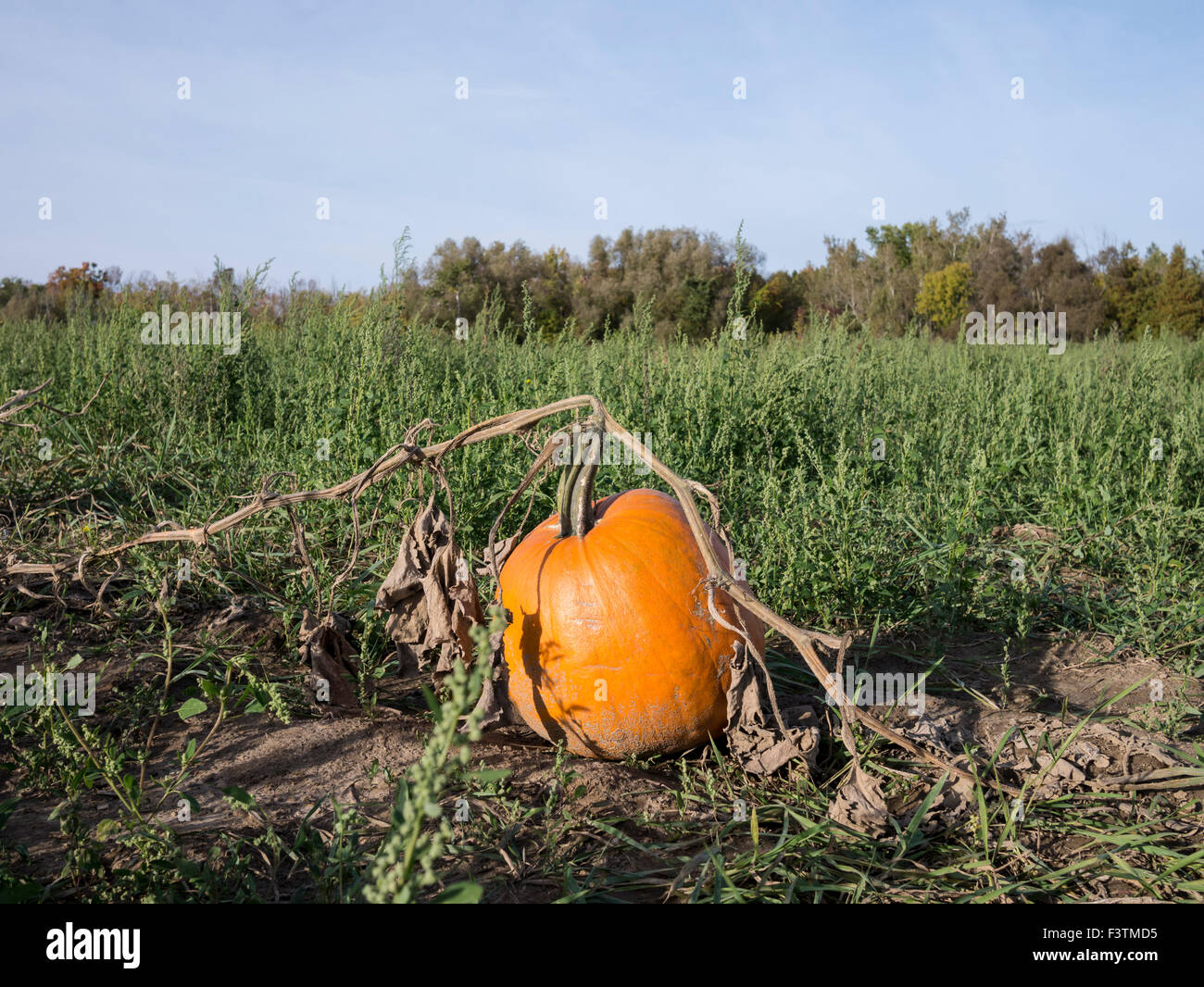 Pumpkin field during autumn harvest time Stock Photo - Alamy