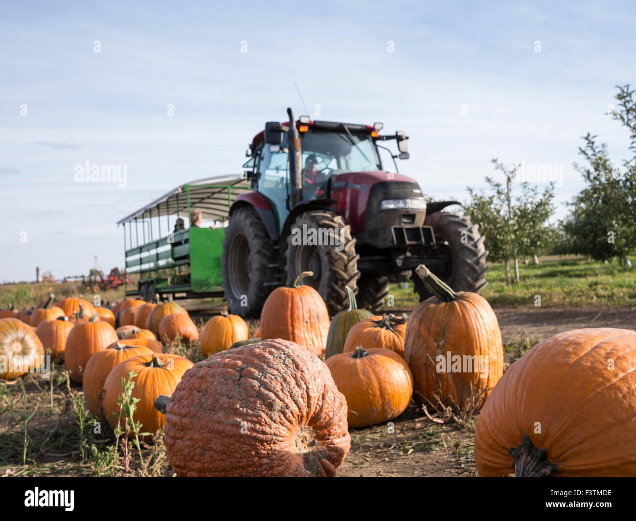 Visitors in pumpkin field during autumn harvest time Stock Photo - Alamy
