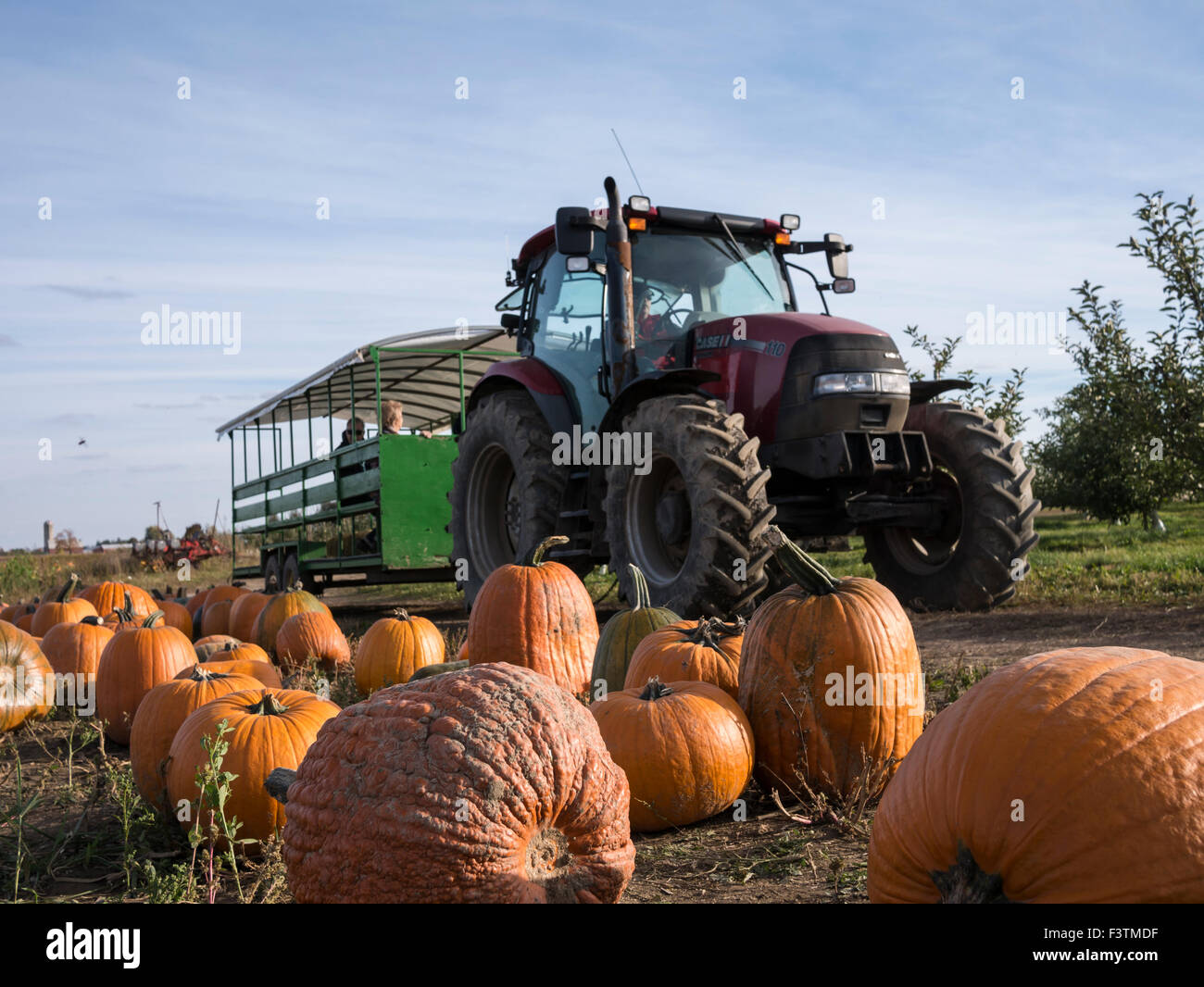 Visitors in pumpkin field during autumn harvest time Stock Photo - Alamy