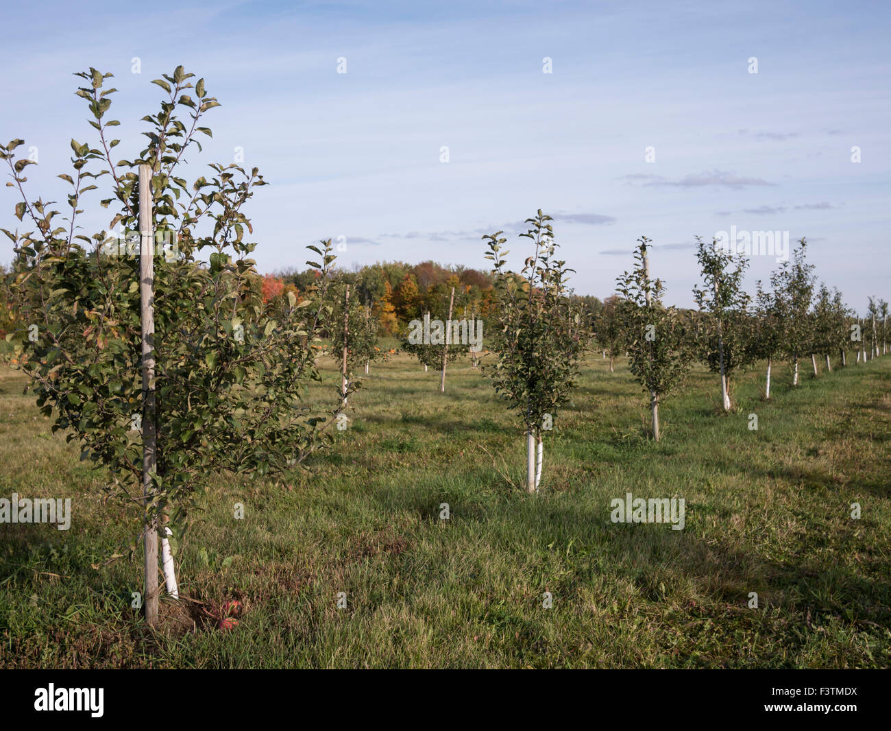 Apple saplings in an apple orchard. Apple orchards of Ontario,Canada growing;Empire,Mutsu