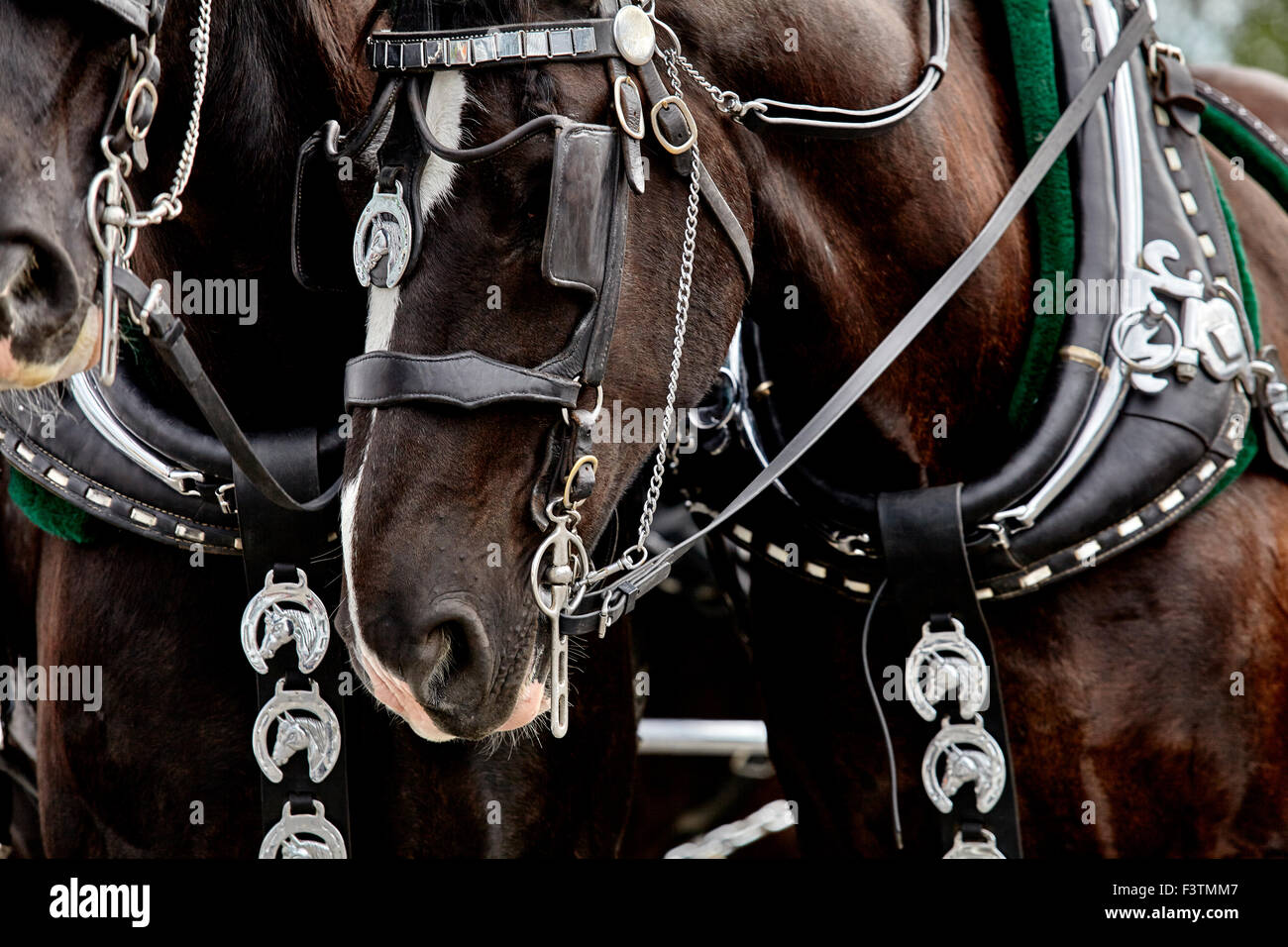 Harness horses hires stock photography and images Alamy