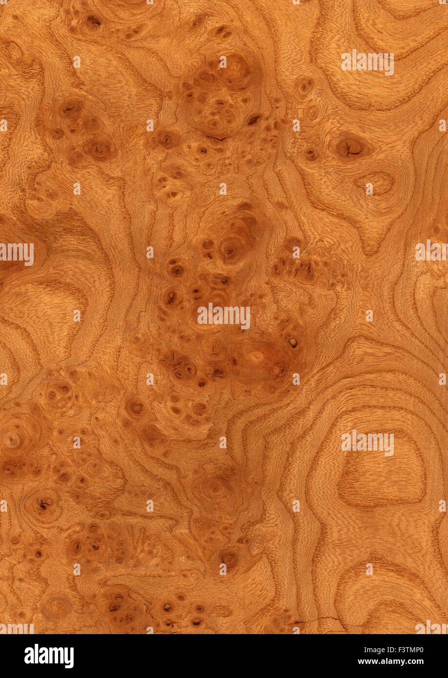 background of burr elm wood grain veneer Stock Photo