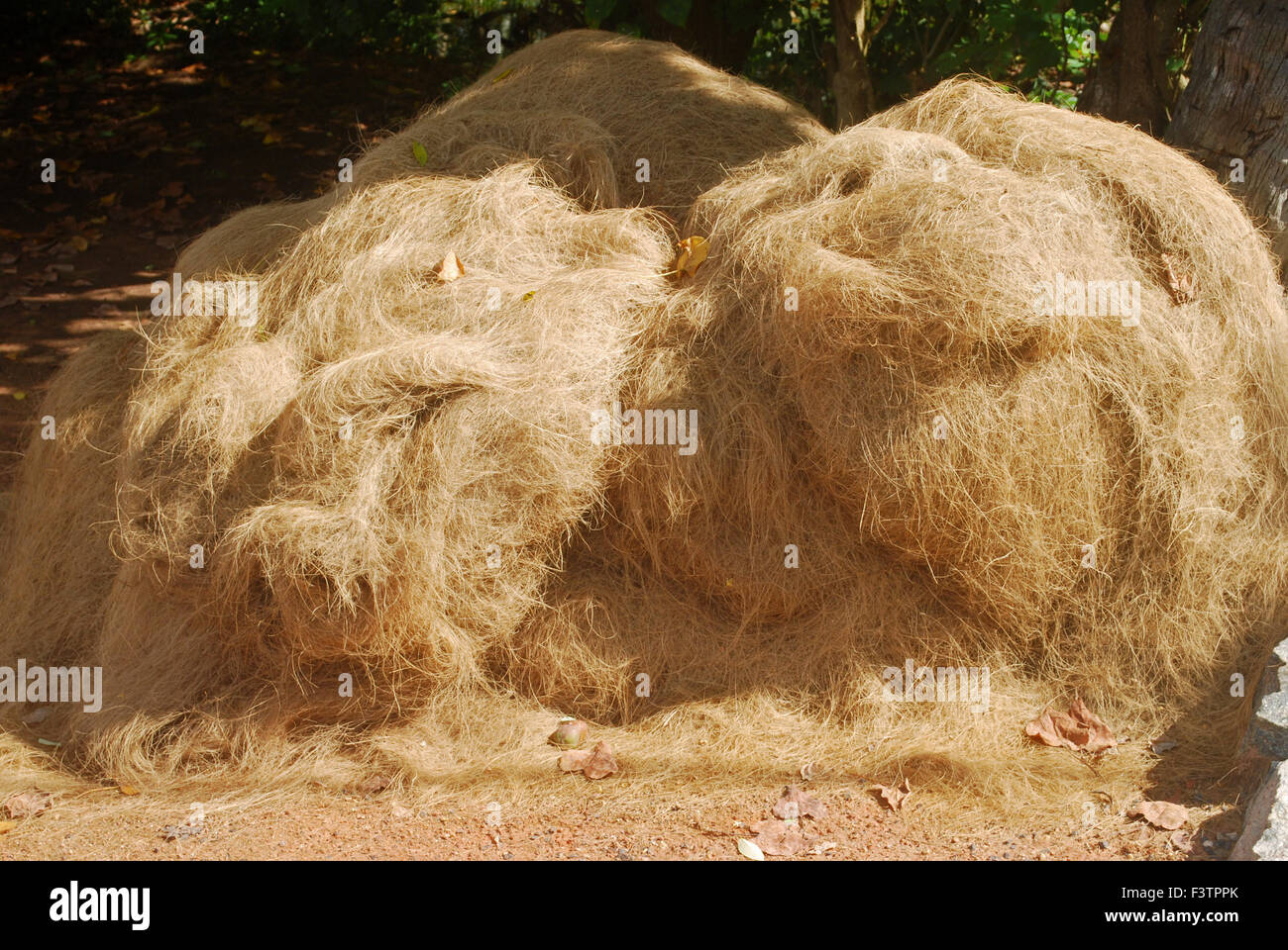 dried coconut fibre used for coir making kerala backwaters india Stock
