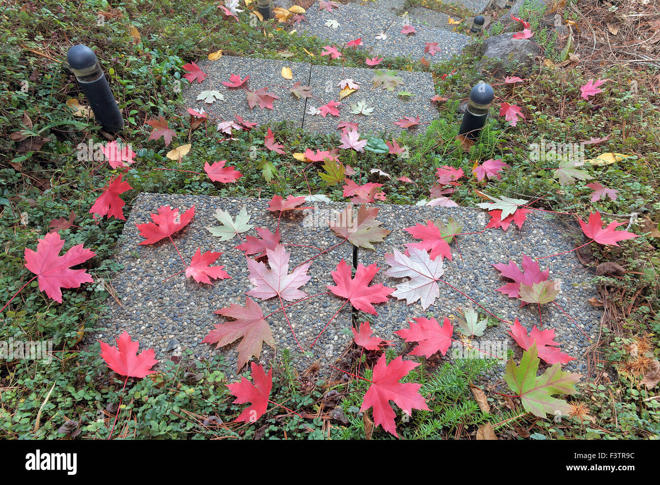 Pebbled Square Stone Steps with Fall Maple Tree Leaves in Backyard Garden Stock Photo