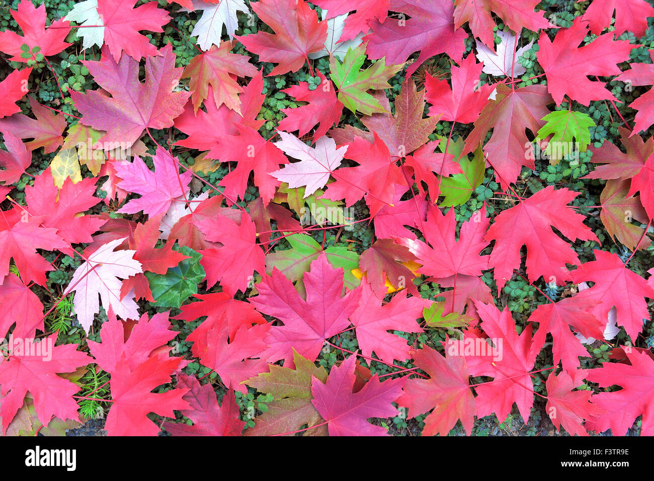 Maple Leaves in Changing Fall Season Colors on New Zealand Burr Ground Cover Background Illustration Stock Photo