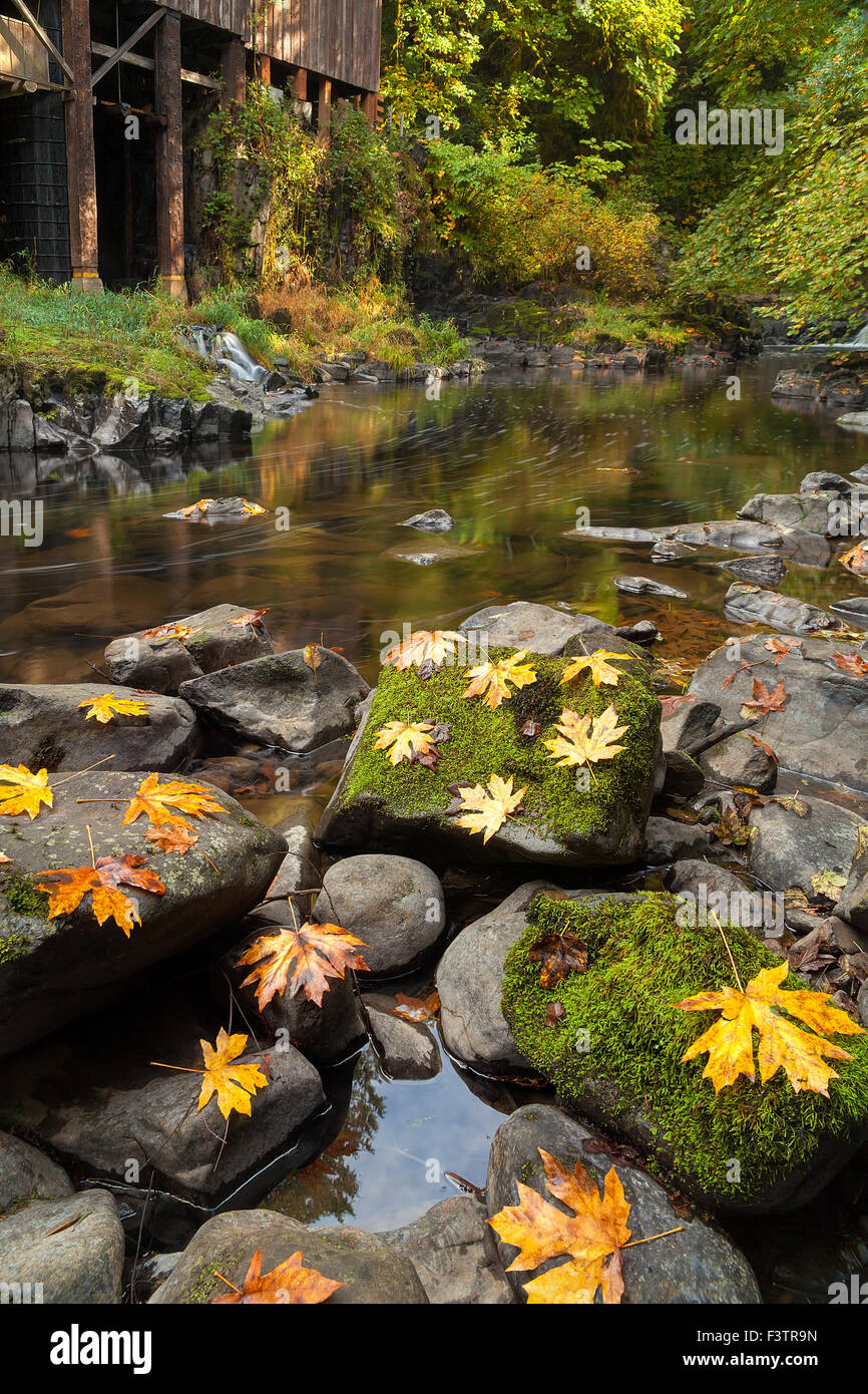 Maple Leaves on Moss Covered Rocks at Cedar Creek Grist Mill in Washington State during Fall Season Stock Photo