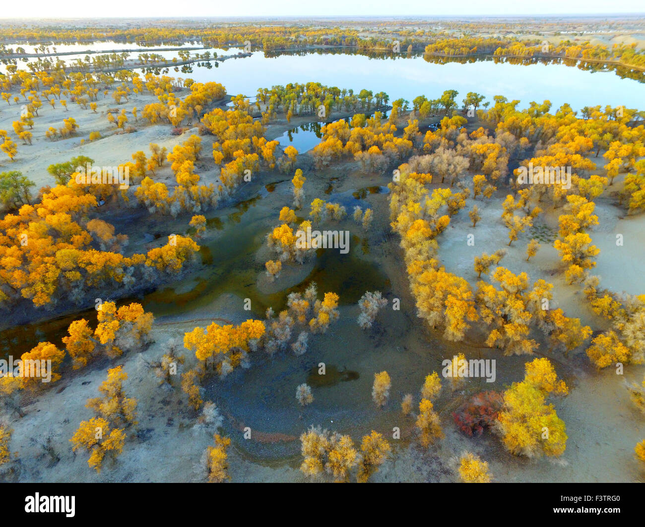 Beijing, China. 12th Oct, 2015. Photo taken on Oct. 12, 2015 shows the scenery near Tarim River, northwest China's Xinjiang Uygur Autonomous Region. © Wang Hanbing/Xinhua/Alamy Live News Stock Photo