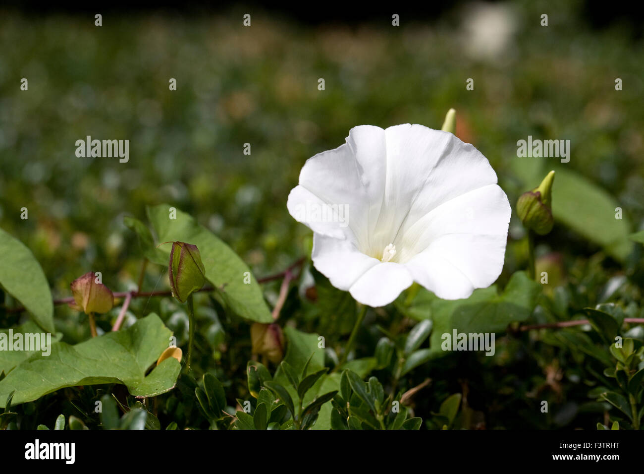 Convolvulus arvensis. Bindweed flower in the hedgerow. Stock Photo