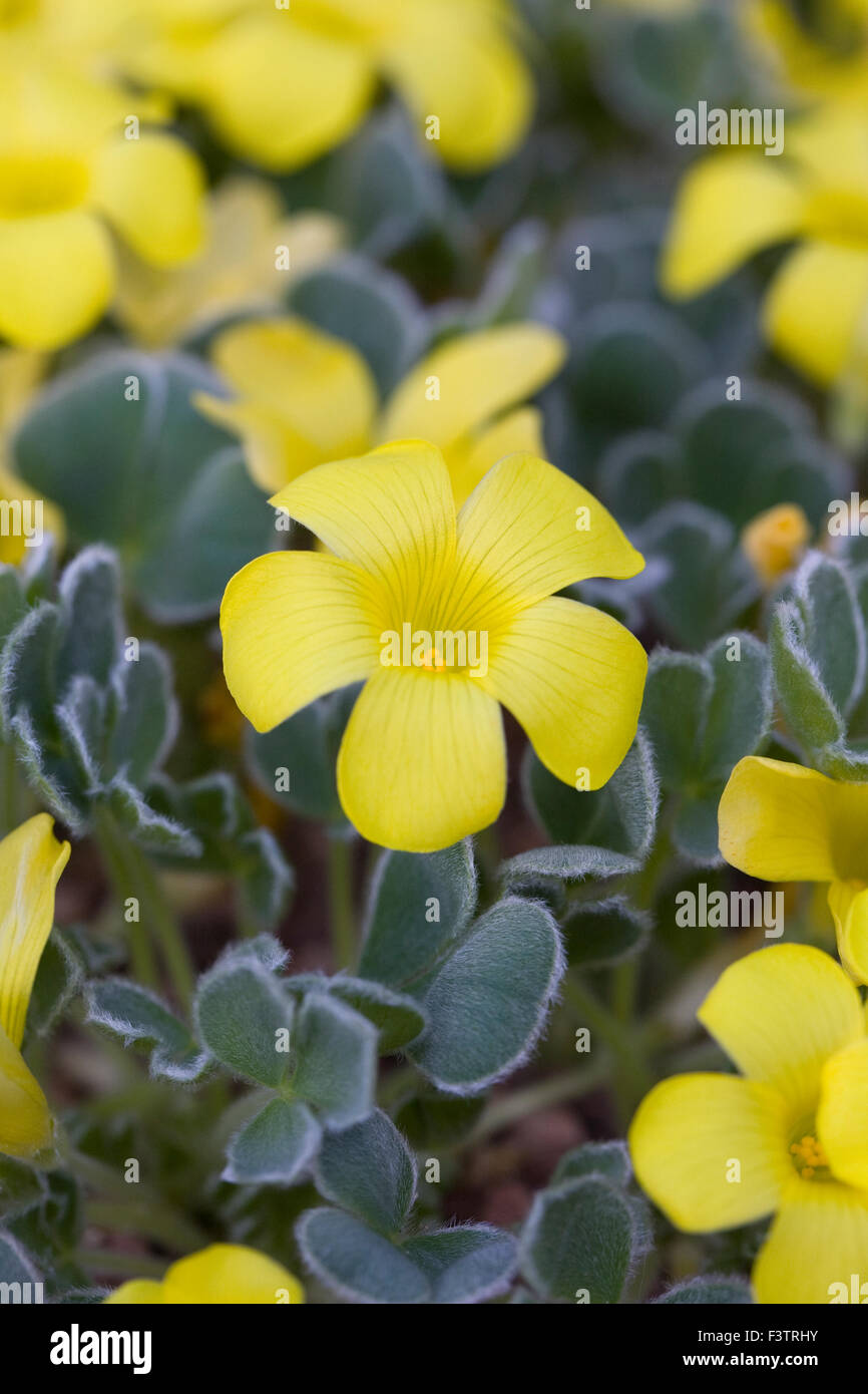 Oxalis melanosticta flowers growing in a protected environment. Stock Photo