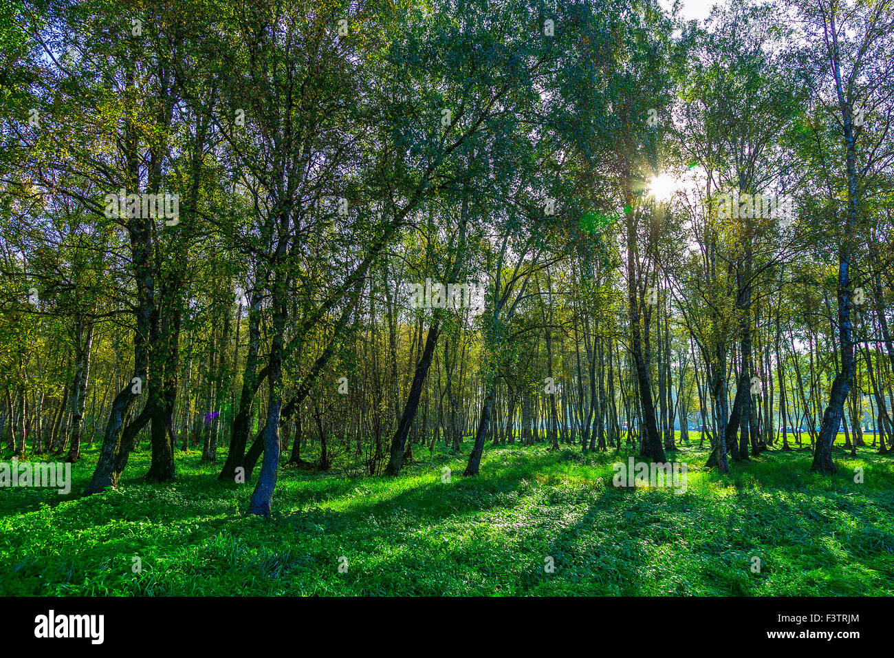Birch Grove and Sunlight between the Trees at Autumn Day Stock Photo ...