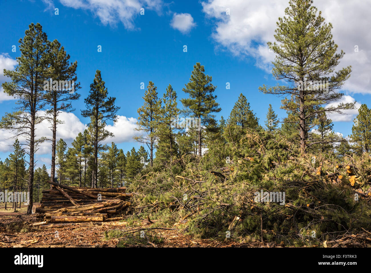 clear cutting in the coconino forest, az Stock Photo