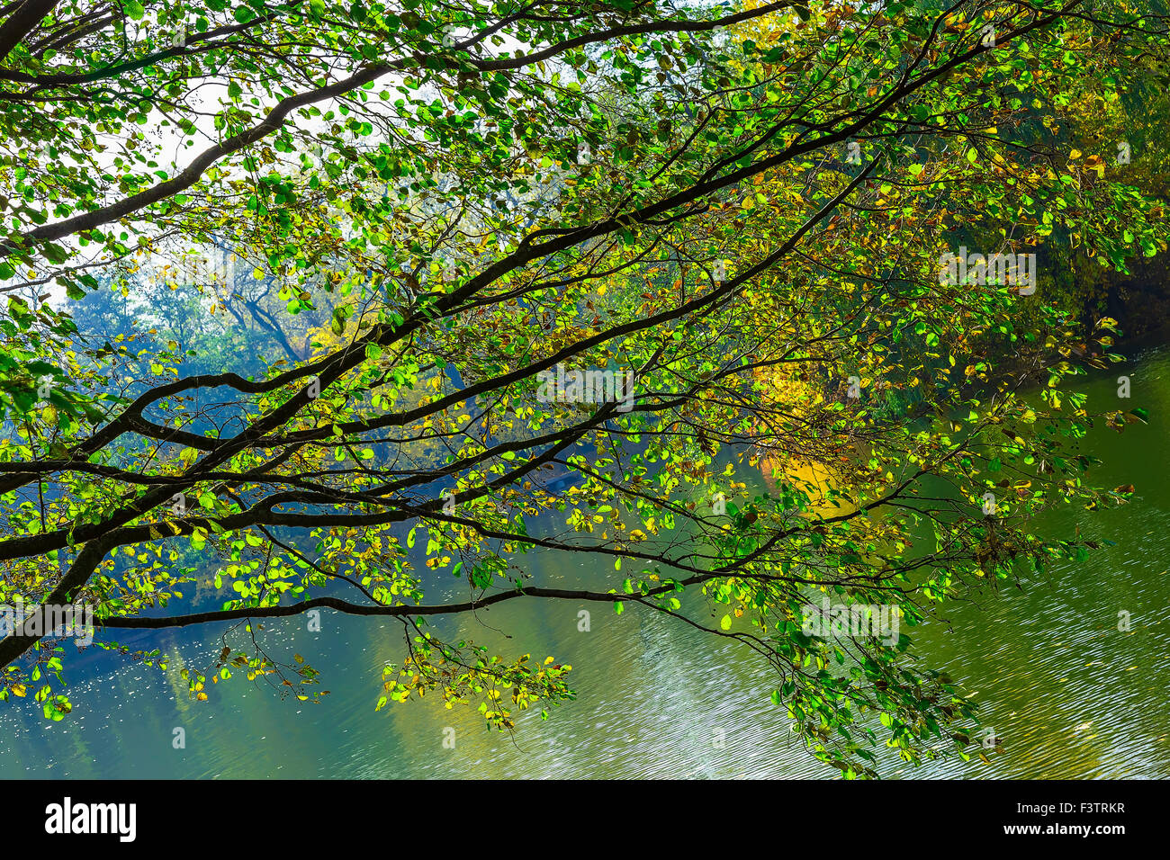 Hanging leaf branches hires stock photography and images Alamy