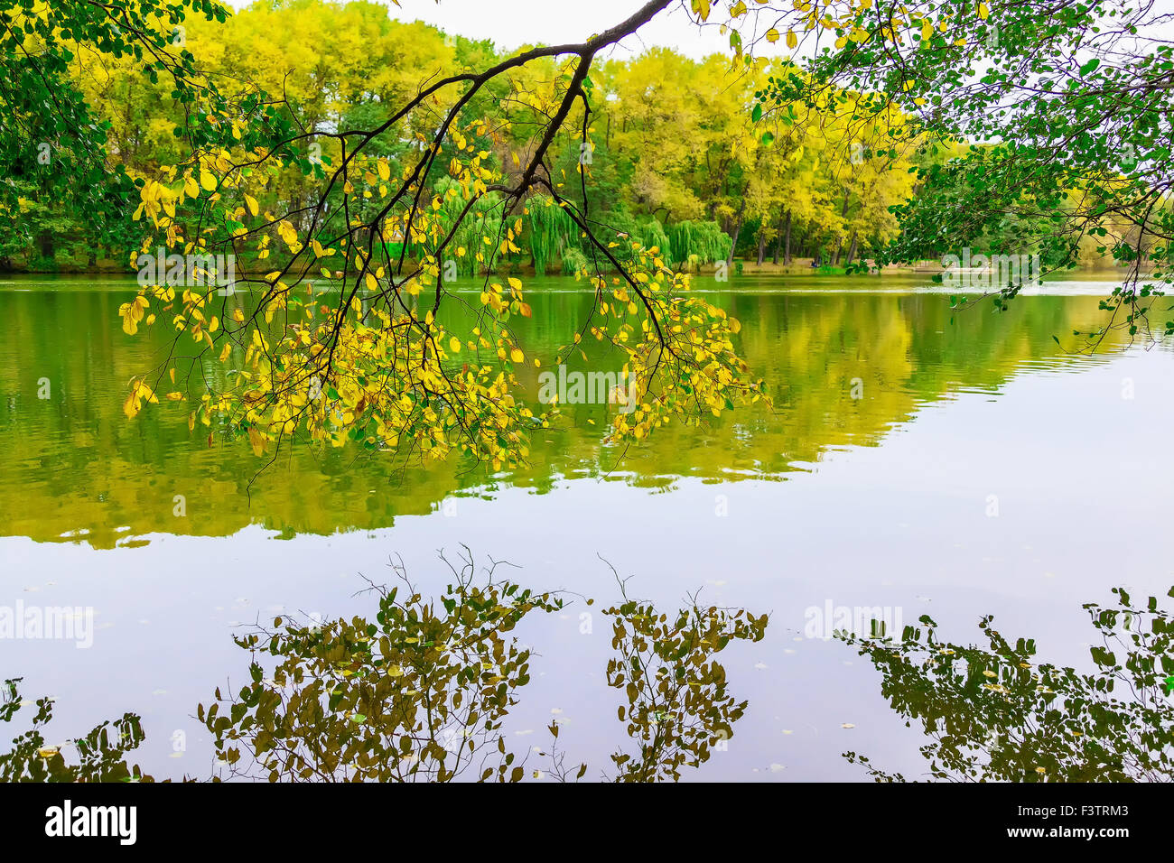 Branches of Tree Hanging over Water Surface Against Colorful Trees in