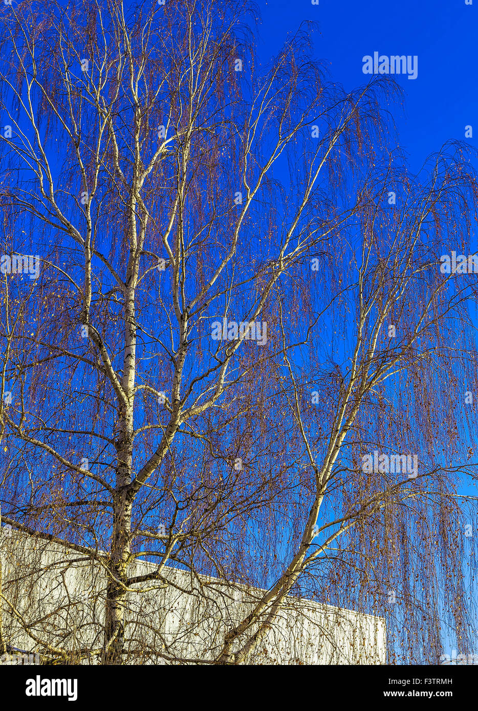 Branches of Birch Tree against Wall and a Blue Sky Background Stock ...