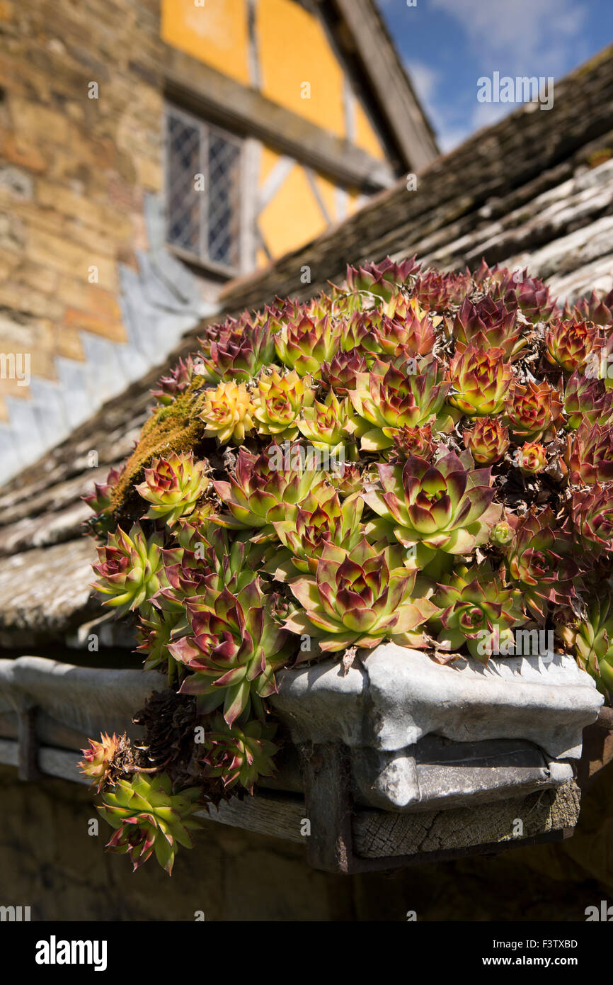 UK, England, Shropshire, Craven Arms, Stokesay Castle, gatehouse, spiky succulent plant growing in lead gutter Stock Photo