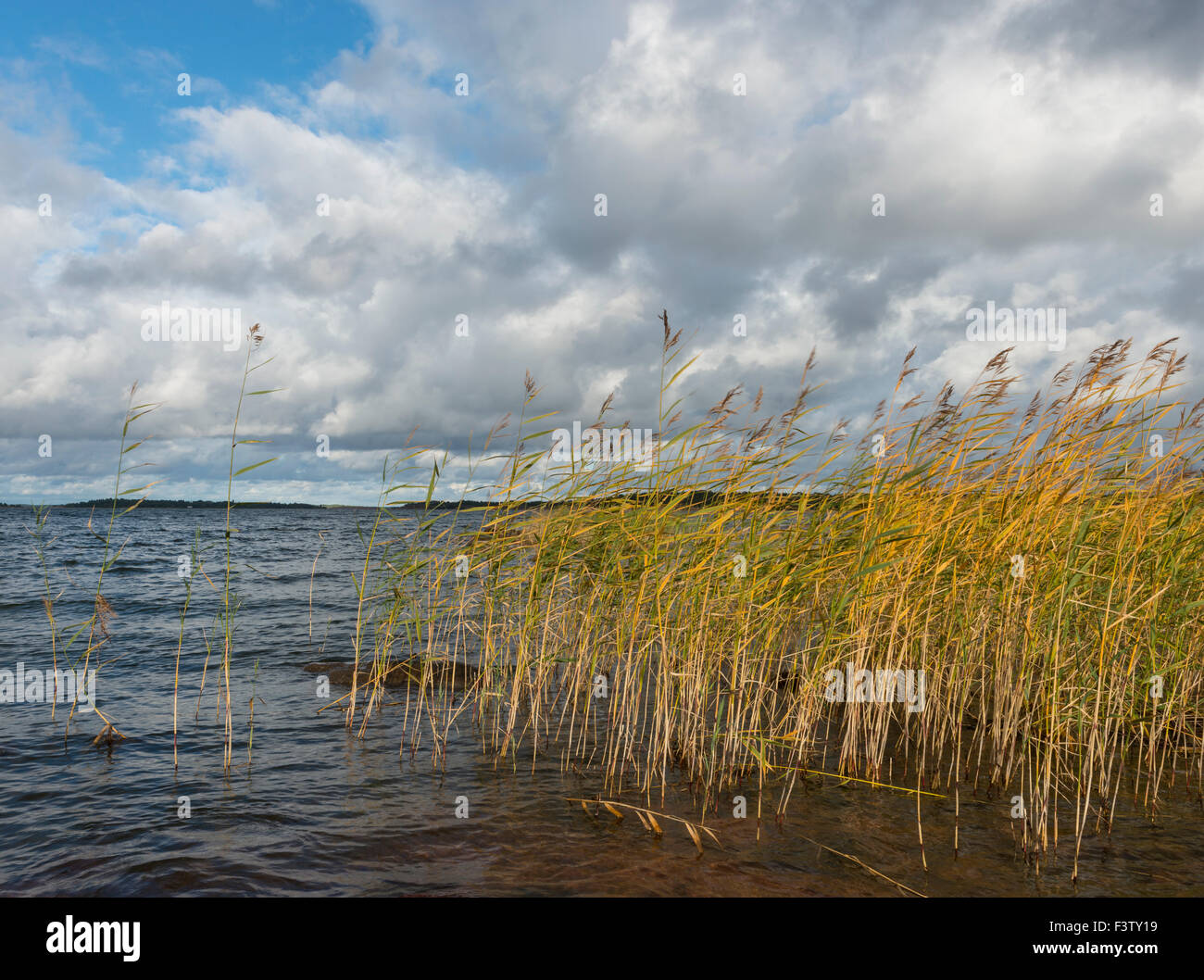 Reed at the Baltic sea Stock Photo