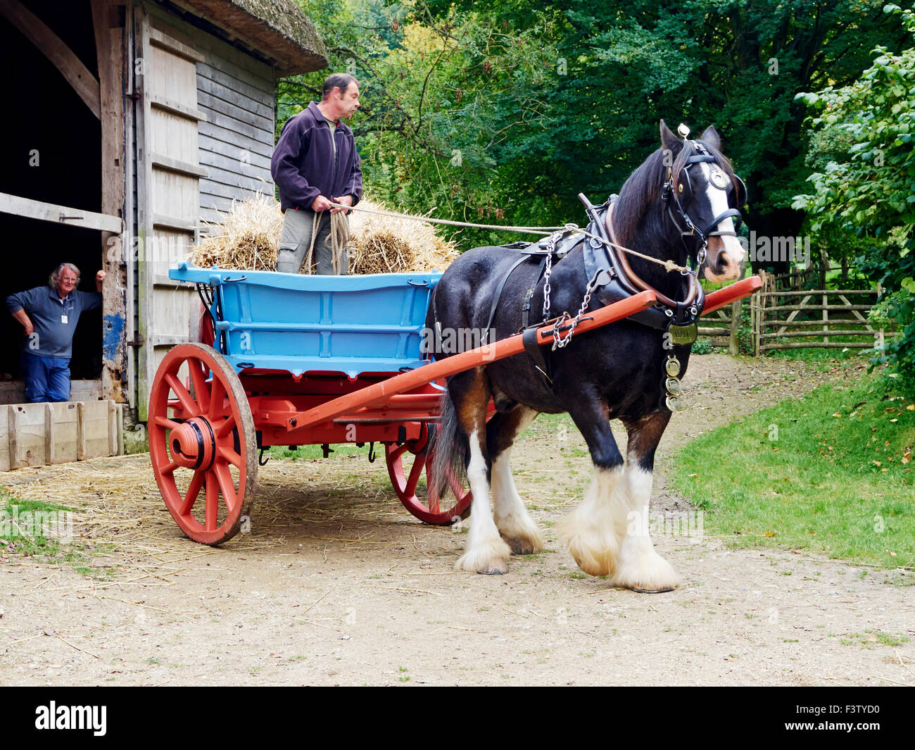 Bringing in the harvest -  a horse drawn wagon brings cut corn to a barn for storage - a scene common until the 1950's. Stock Photo