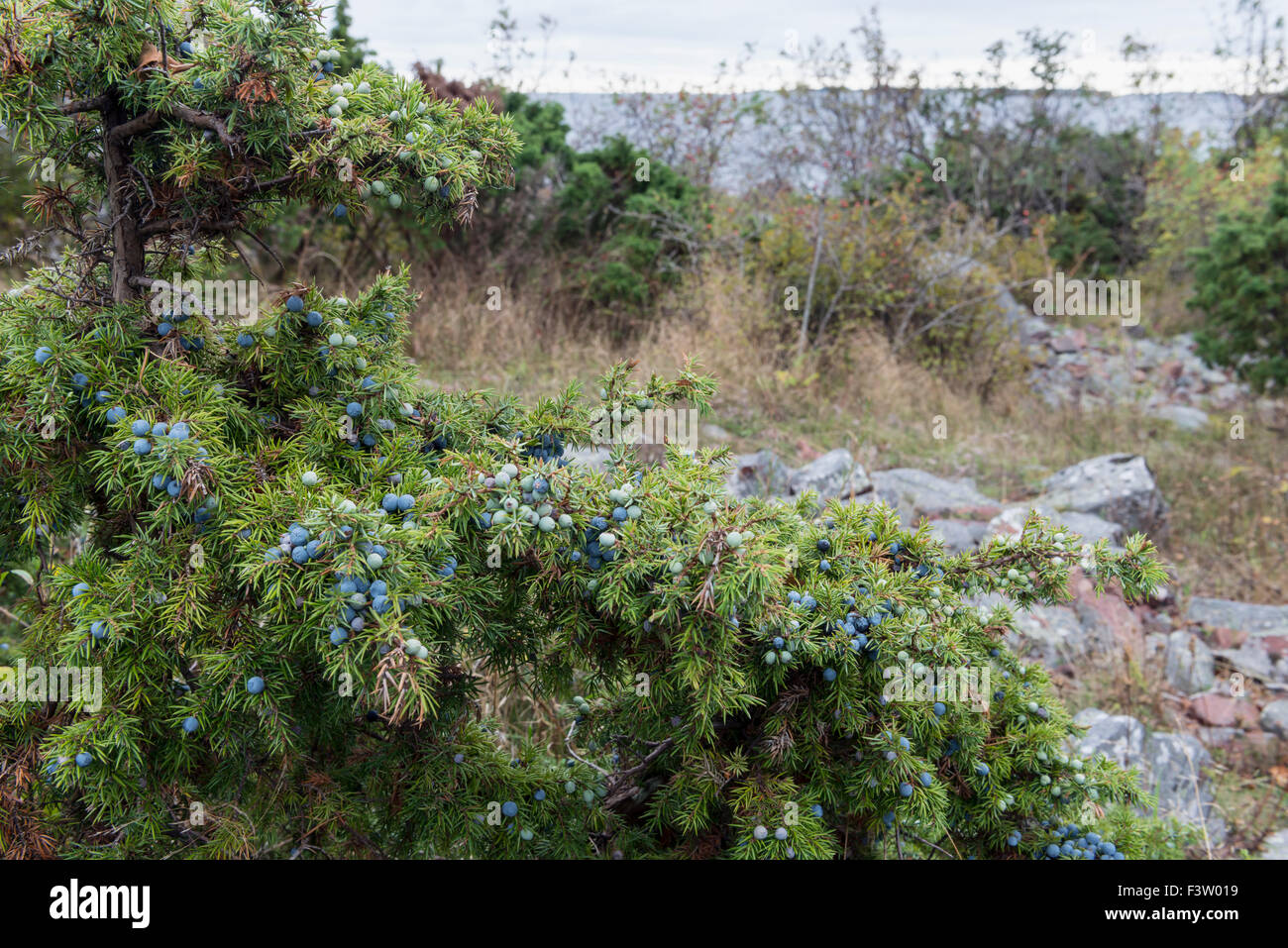 Juniper berries near me