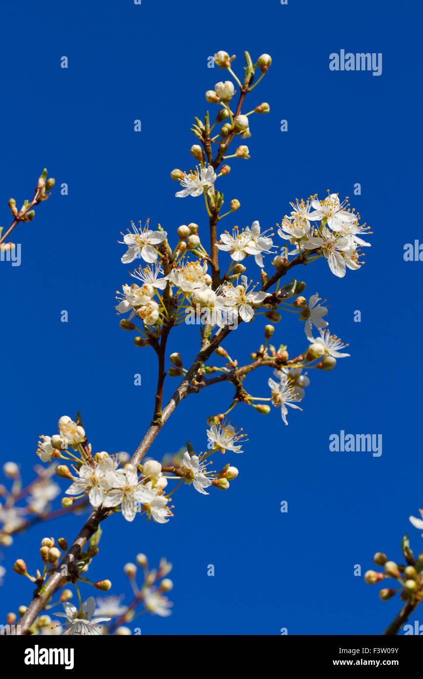 Flowers of Cherry-plum (Prunus cerasifera). Powys, Wales. April. Stock Photo