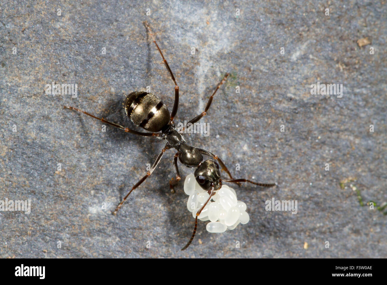 Negro Ant (Formica fusca) worker carrying a batch of eggs. Powys, Wales. April. Stock Photo