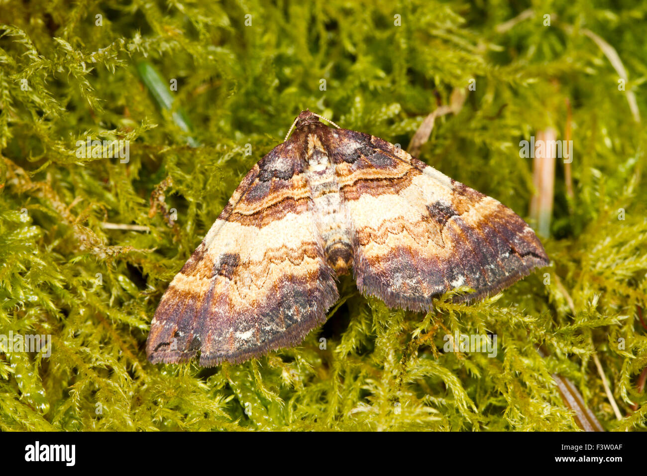 Shoulder-stripe (Earophila badiata) adult moth resting on moss. Powys, Wales. April. Stock Photo